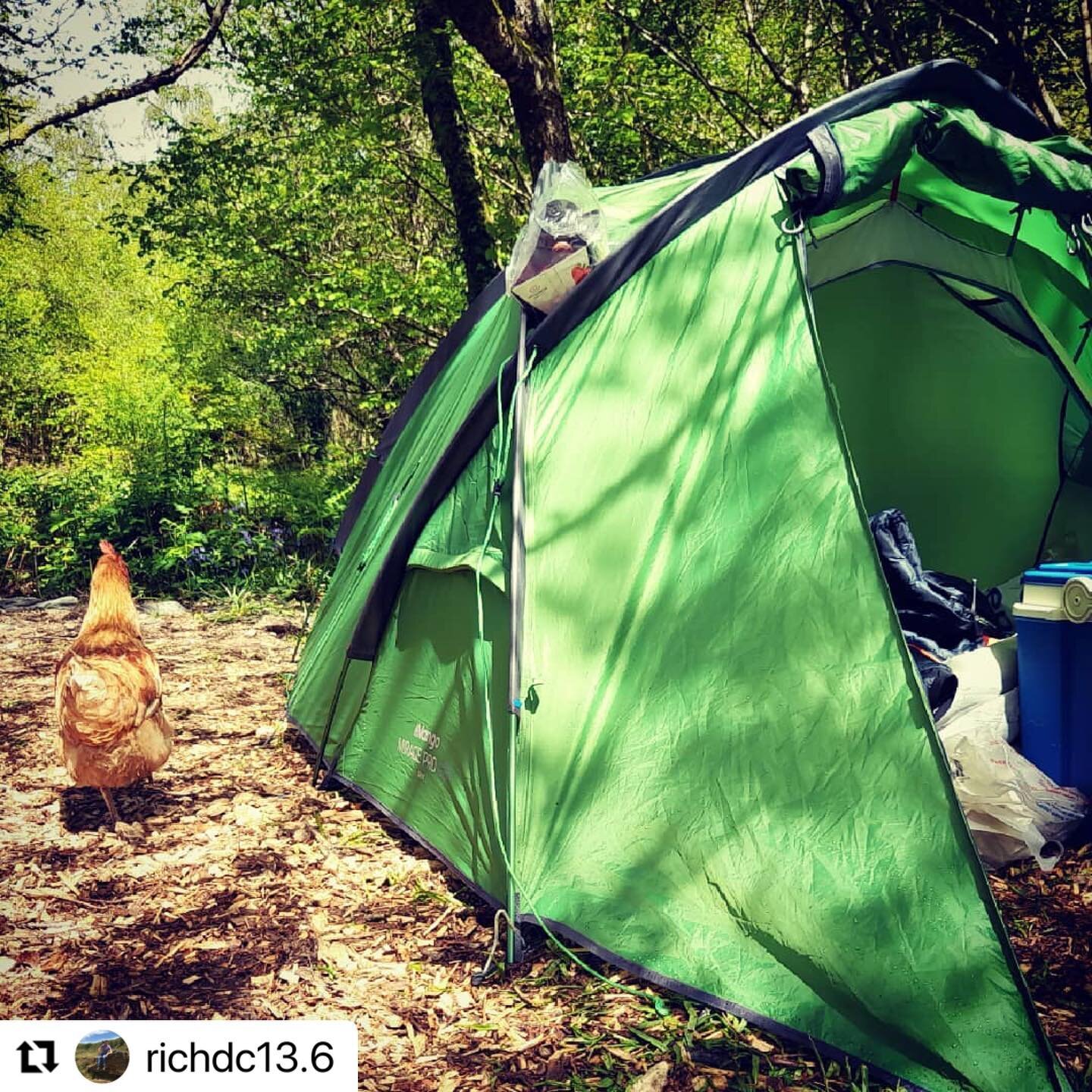 Great shot from @richdc13.6 whilst staying with us, featuring one of our woodland security team! 🐥🌳