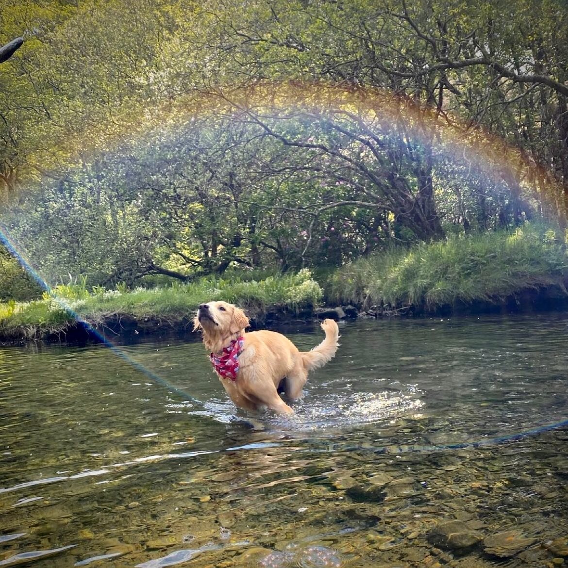 @the_adventures_of_winnie_x enjoying herself to the max around the campsite! 🐶🏕

We accept well behaved dogs of all shapes and sizes! 🏕🐕