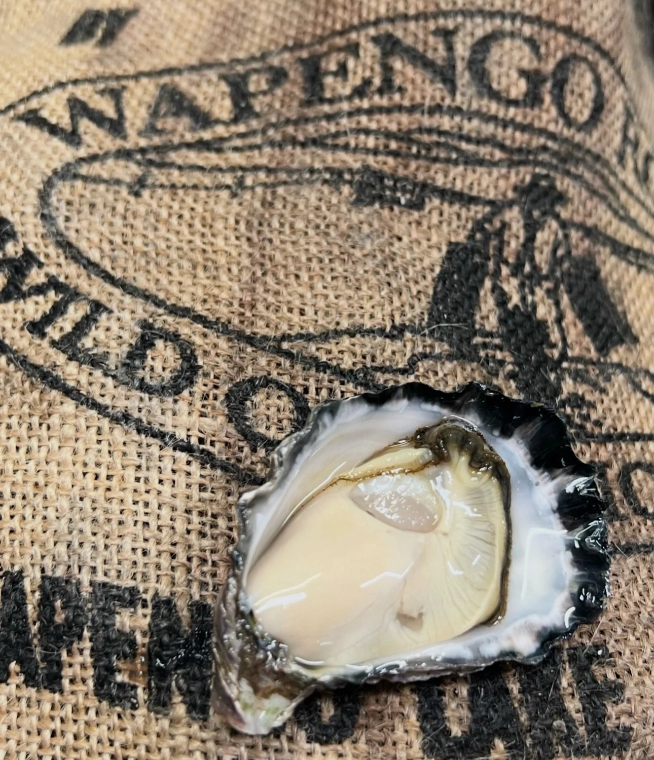 🦪 Wapengo Rocks oysters are back on the menu! Recently crowned Champion at the RAS NSW Fine Food Show. Super fresh, clean and briny with that signature sweet finish.

🍽️ Today&rsquo;s $25 Counter Meal is slow-braised lamb shoulder with roast potato