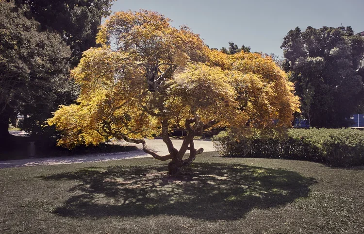 20180815+Porto+Jardins+do+Palacio+de+Cristal+2.webp