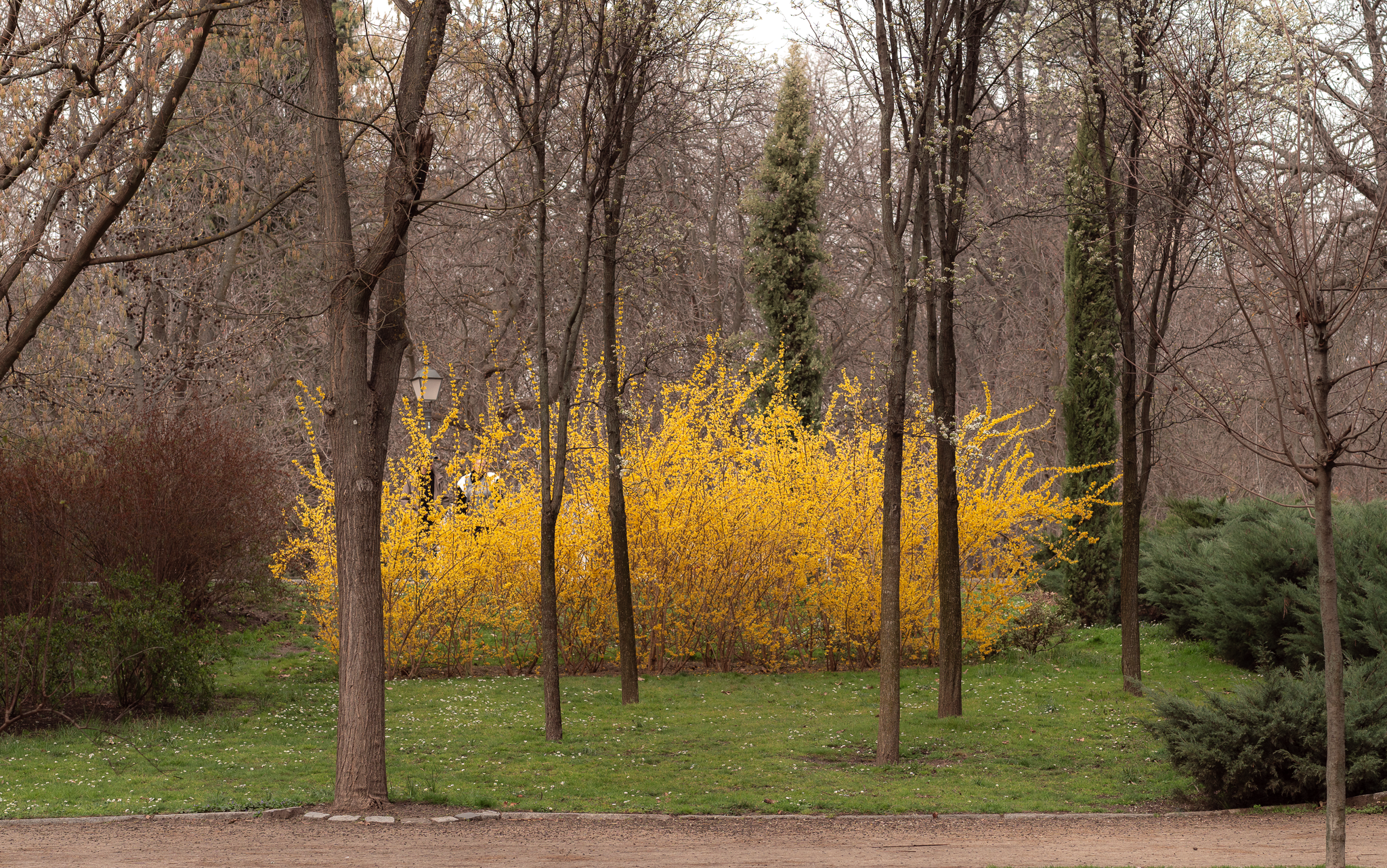 Bright yellow forsythia in full bloom among bare early-spring trees in El Retiro Park, Madrid