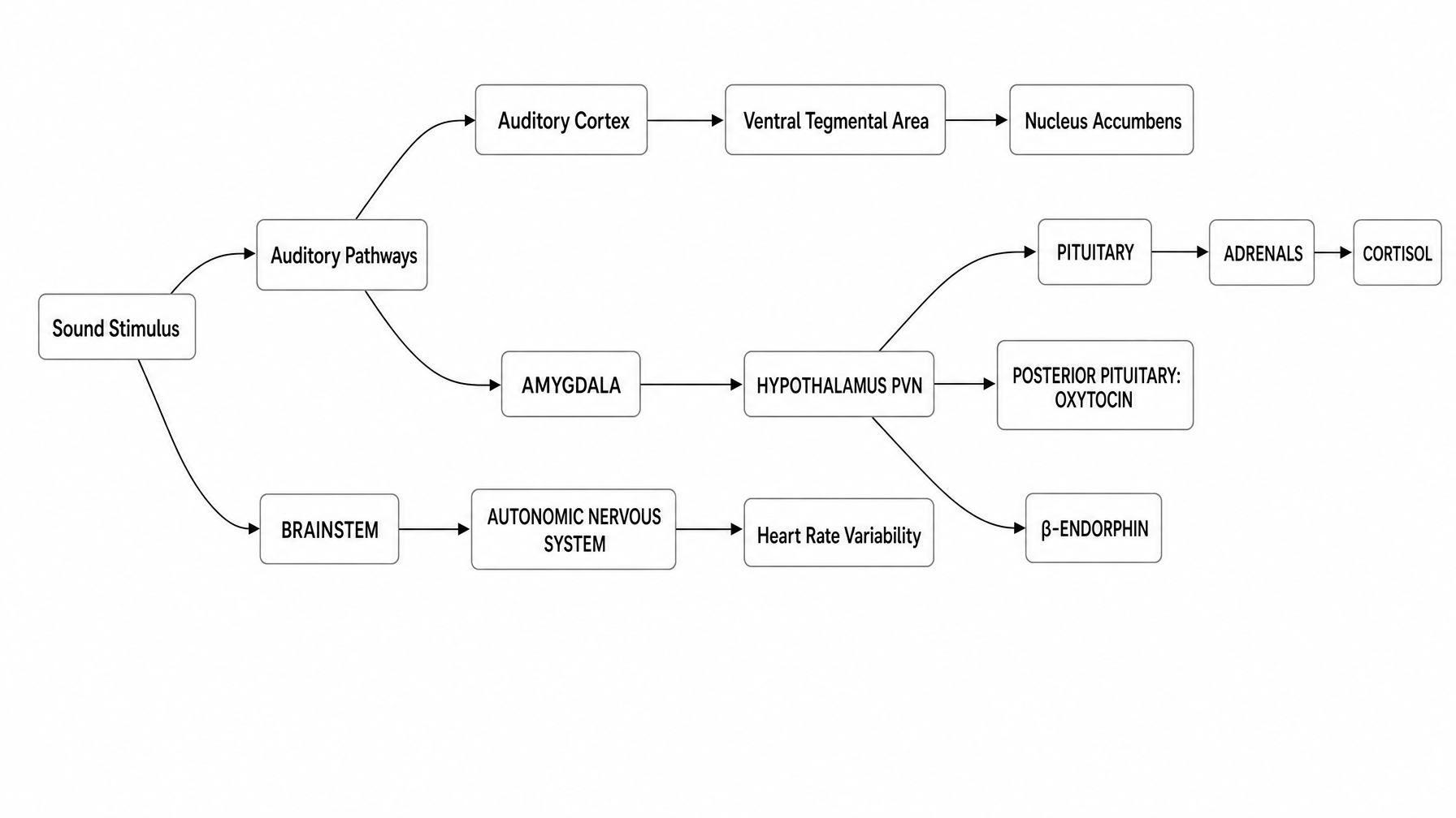 physiological and neurological pathways activated by a sound stimulus