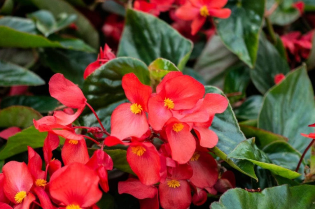 Begonia