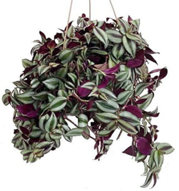 Wandering Jew - Hanging Basket