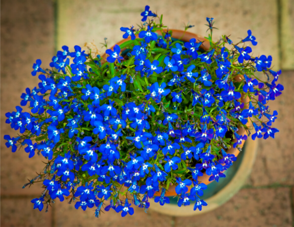 Lobelia (Blue) - Hanging Basket