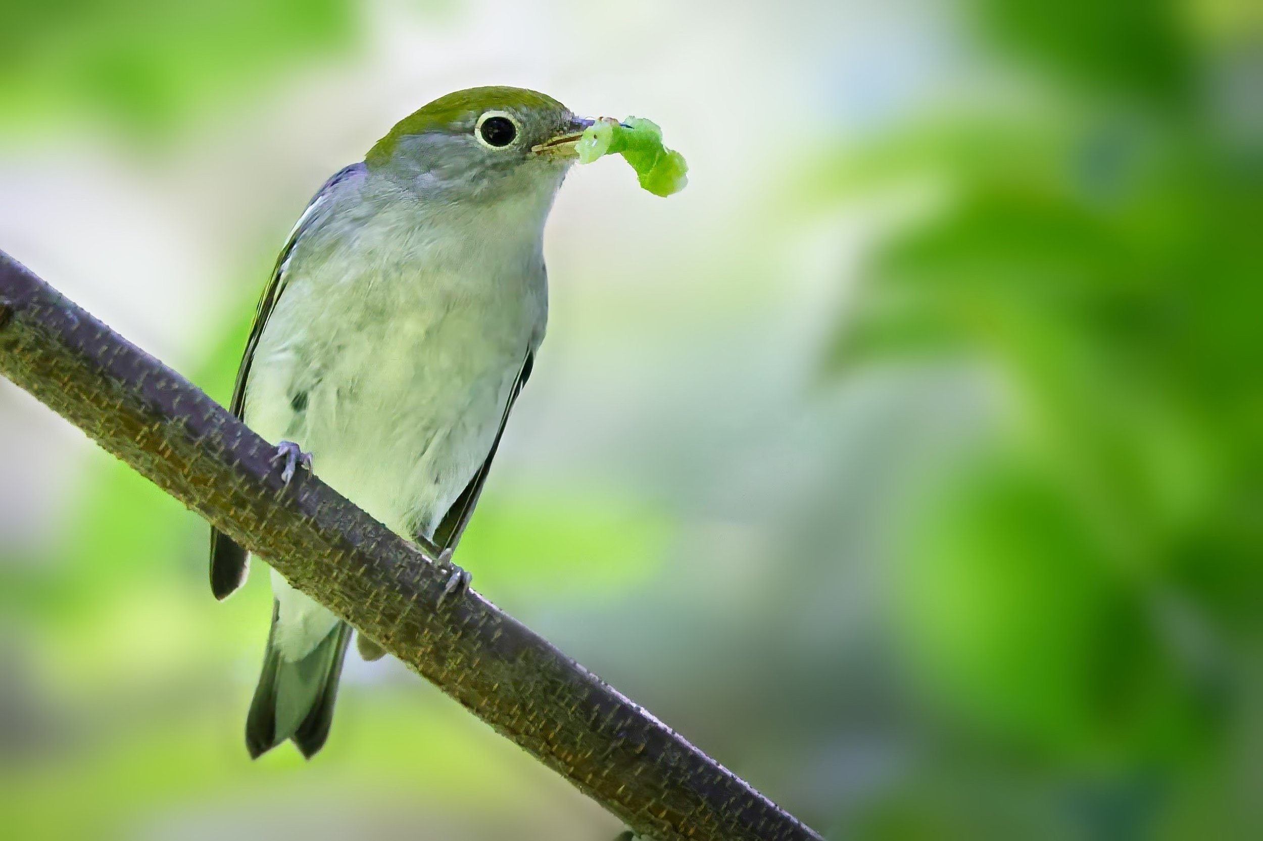 April 26th: A Historic Waynesborough  Nature Walk
