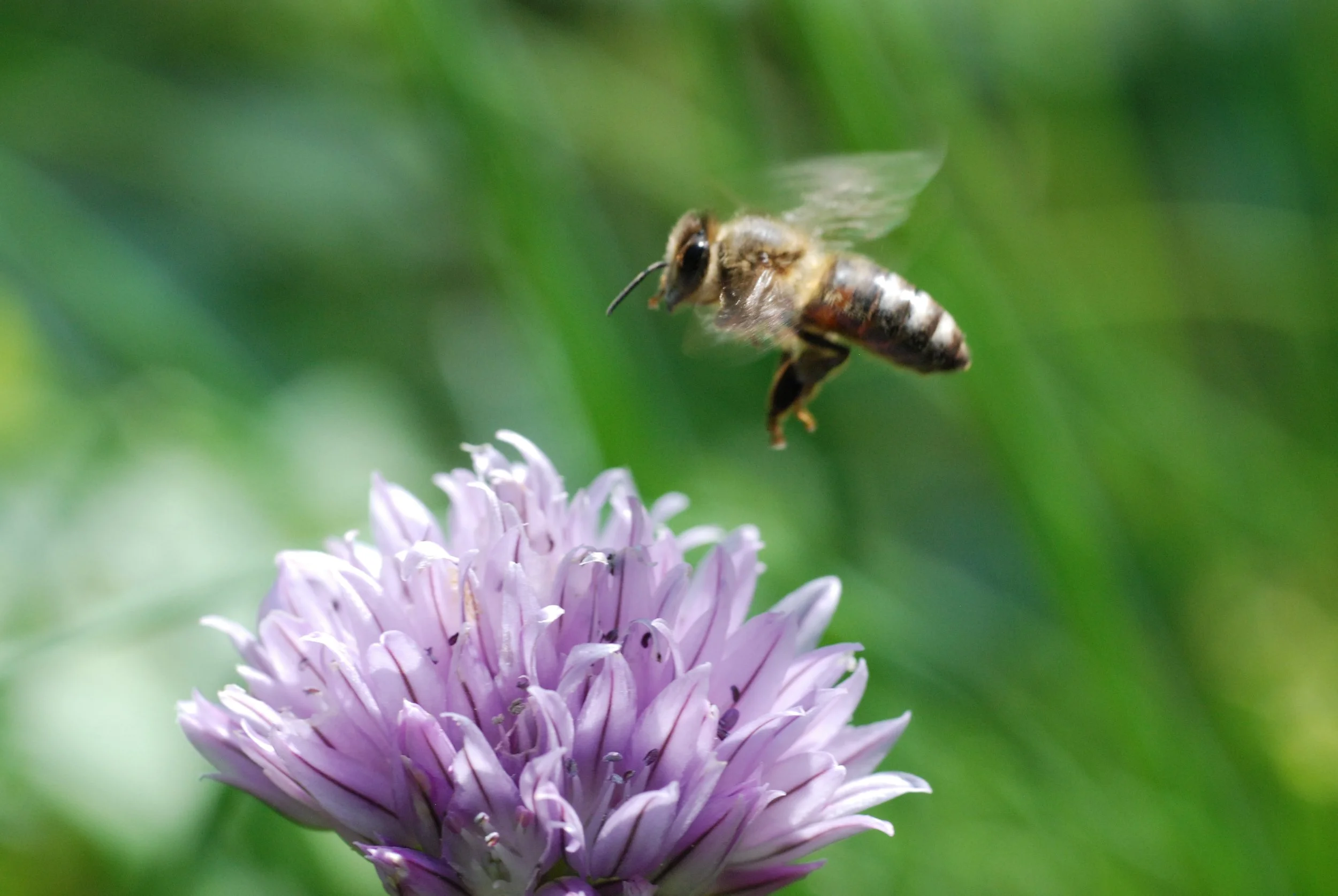 June 6: Beekeeping: Historical Origins and Present-Day Buzzing