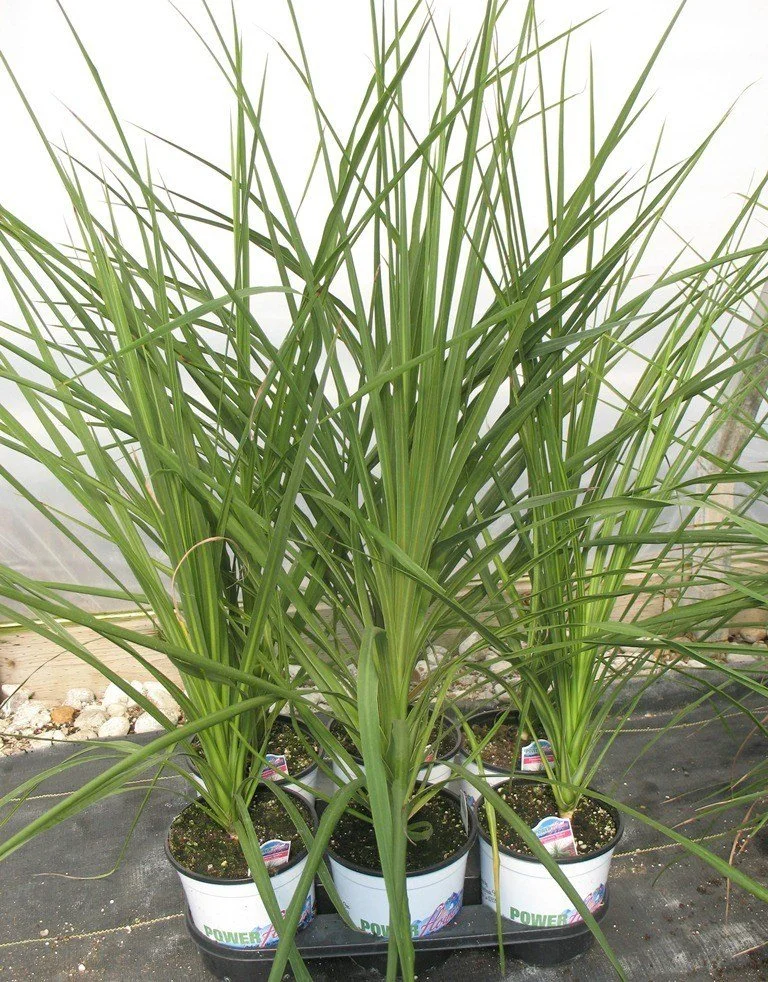 Dracena Spikes (Green)