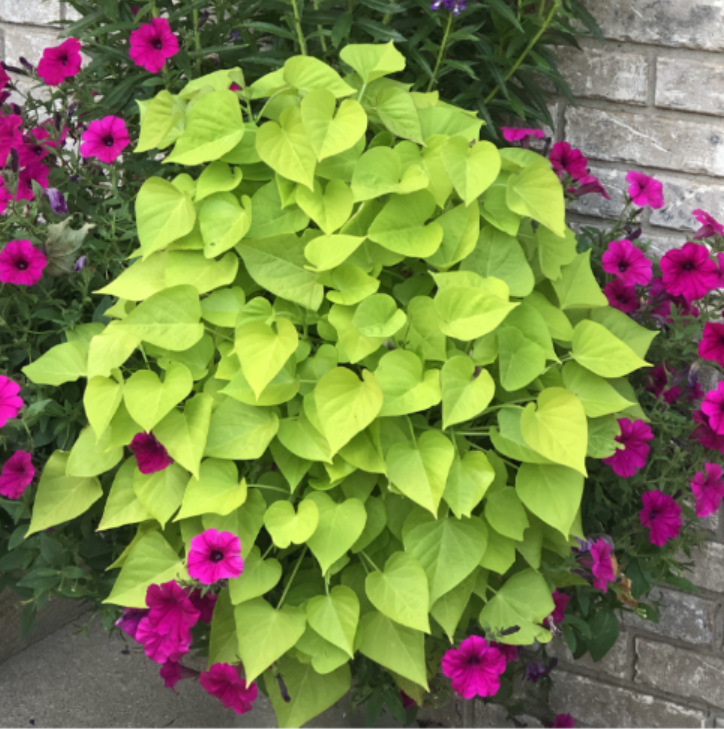 Sweet Potato Vines