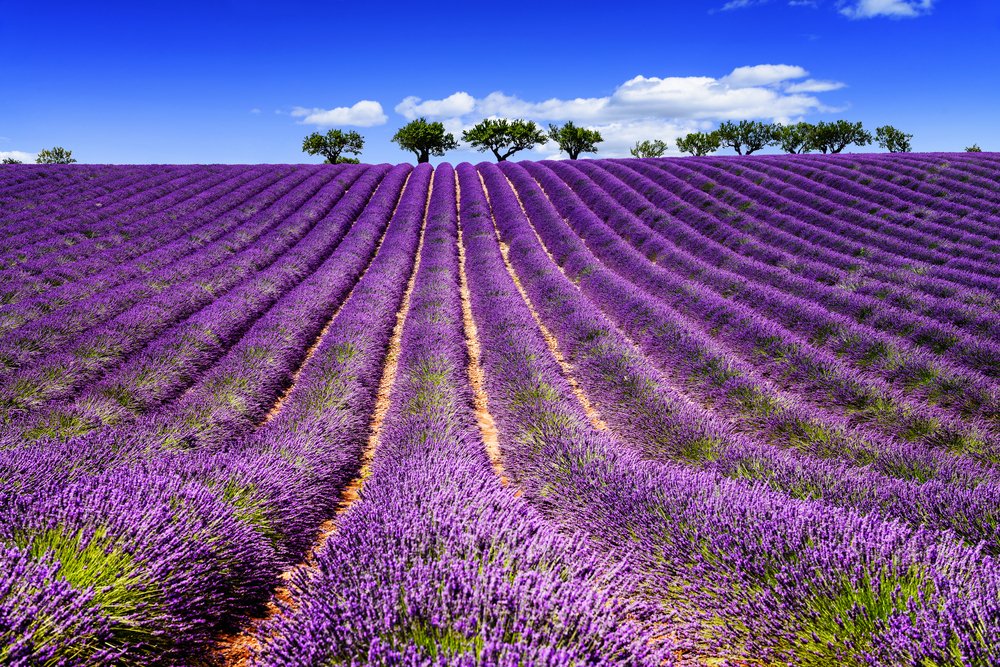 Lavender fields.jpg