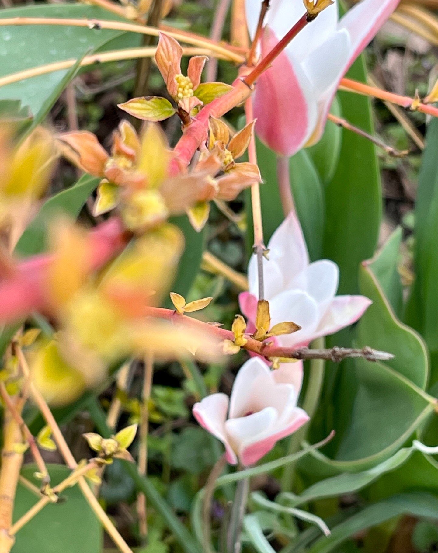 Wildtulpen (Tulipa sylvestris) sind wahre Natursch&ouml;nheiten! Diese zarten und farbenfrohen Blumen sind in verschiedenen T&ouml;nen von Gelb bis Wei&szlig; erh&auml;ltlich und verzaubern mit ihren sternf&ouml;rmigen Bl&uuml;ten. Ihre robuste Natur