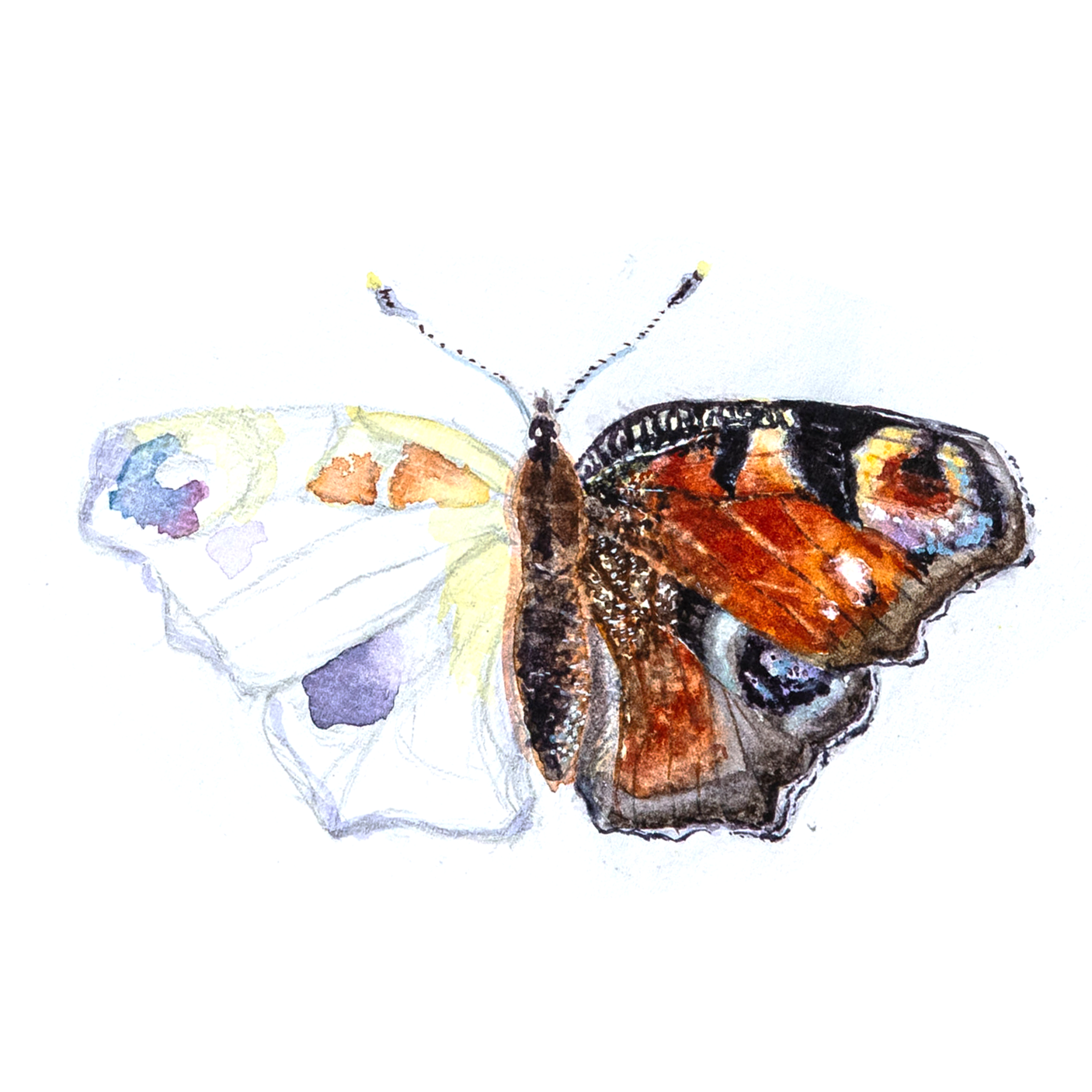 Einführung in die Gartenillustration