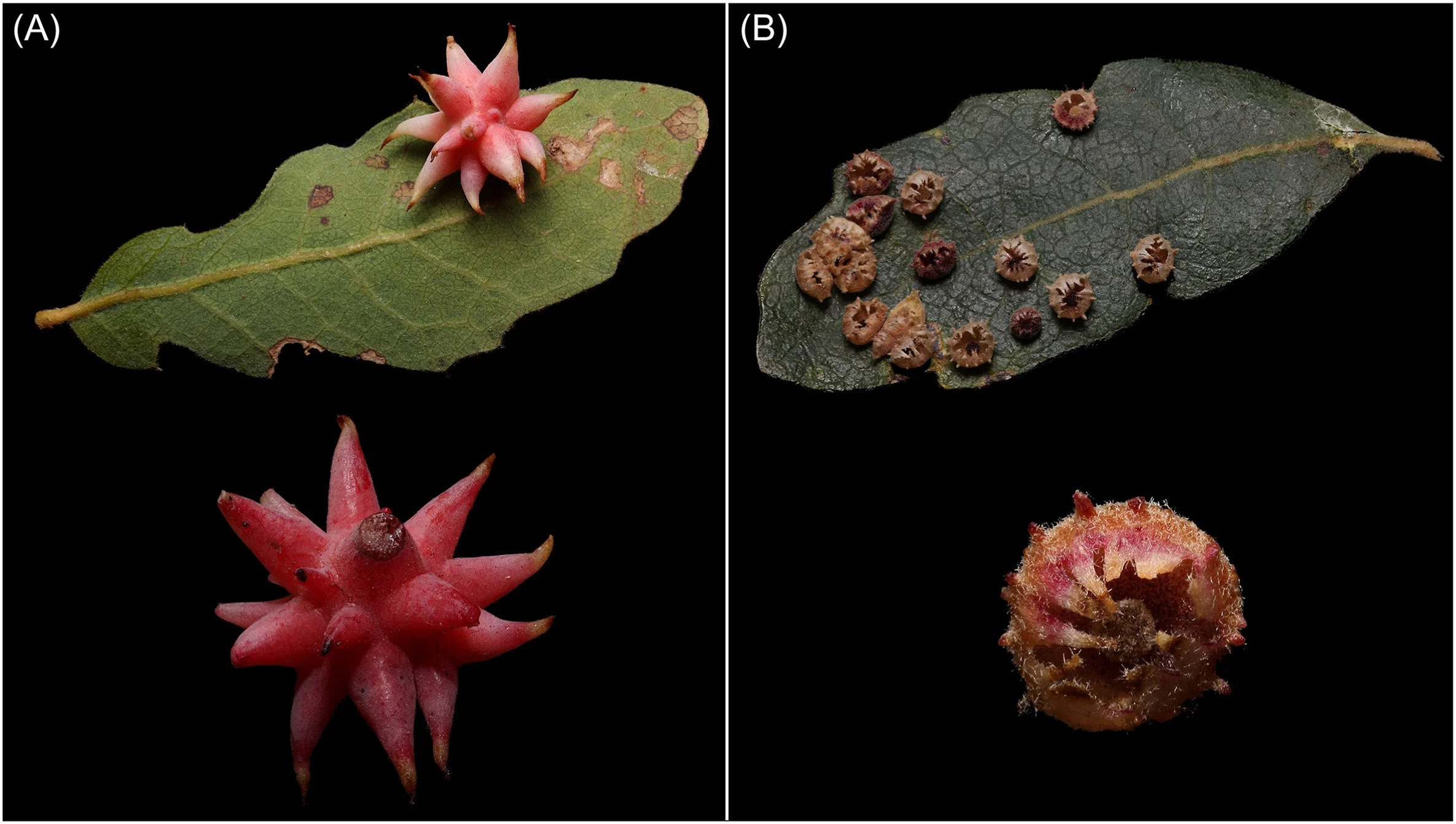 First publication from studies at Ben Hur Ranch!