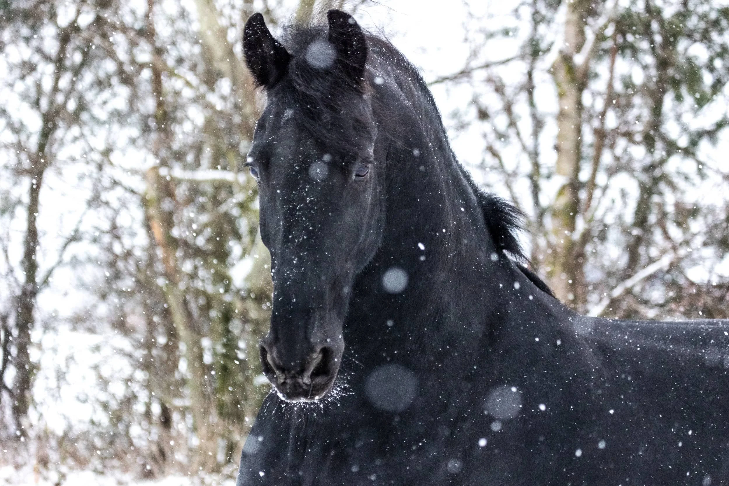 Foto eines Friesen bei Schneefall.jpg