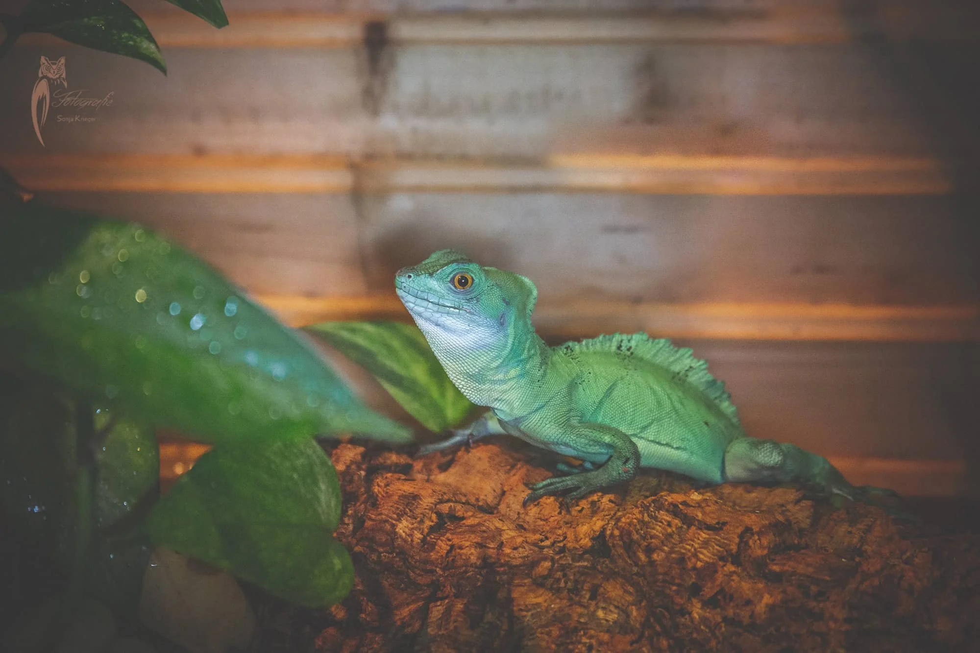 männlicher stirnlappenbasilisk sitzt im Terrarium auf Kork.jpg