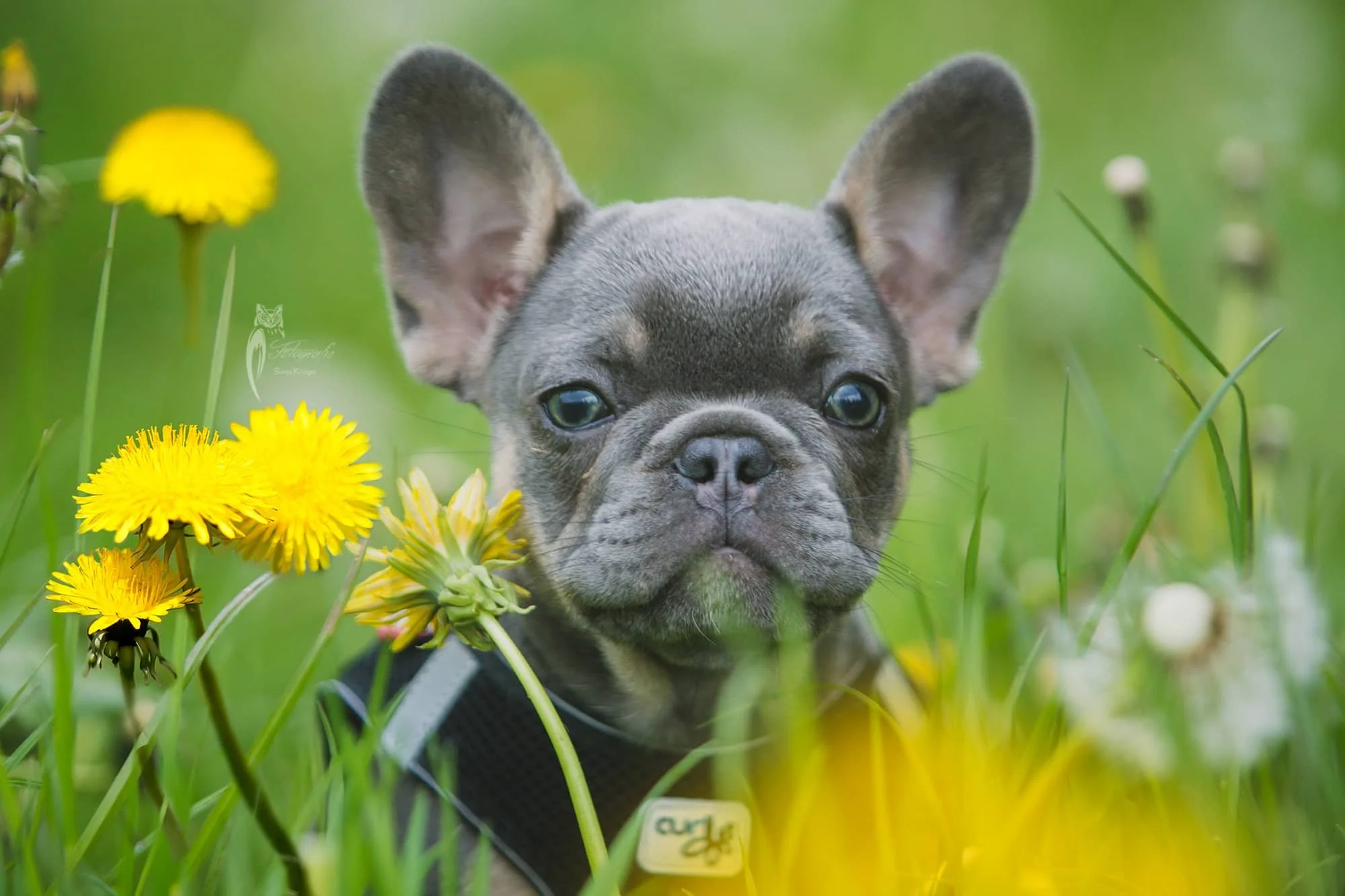 Portrait einer kleinen Dogge in einer Blumenwiese.jpg