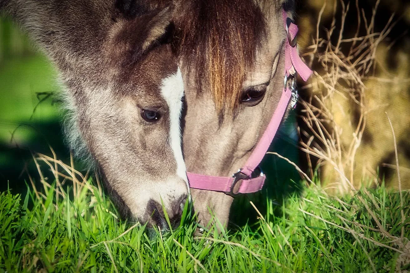 Ponystute mit Fohlen.jpg