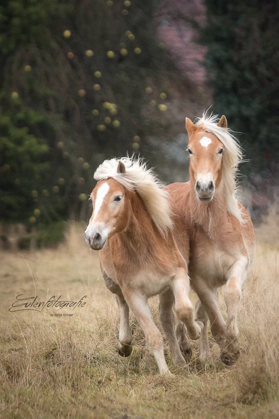 zwei galoppierende Haflinger auf der Wiese.jpg
