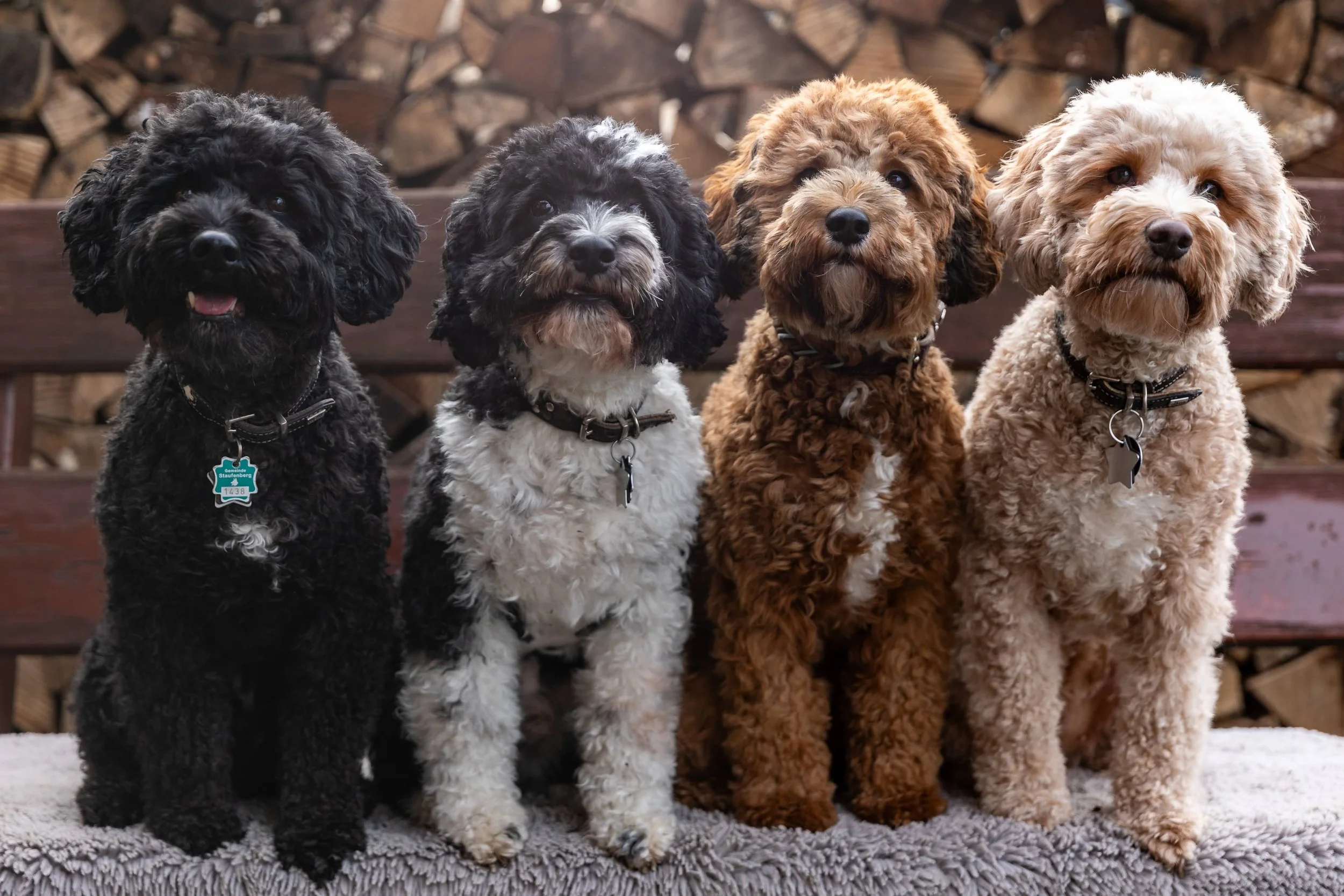 Foto von vier Labradoodle auf einer Bank.jpg