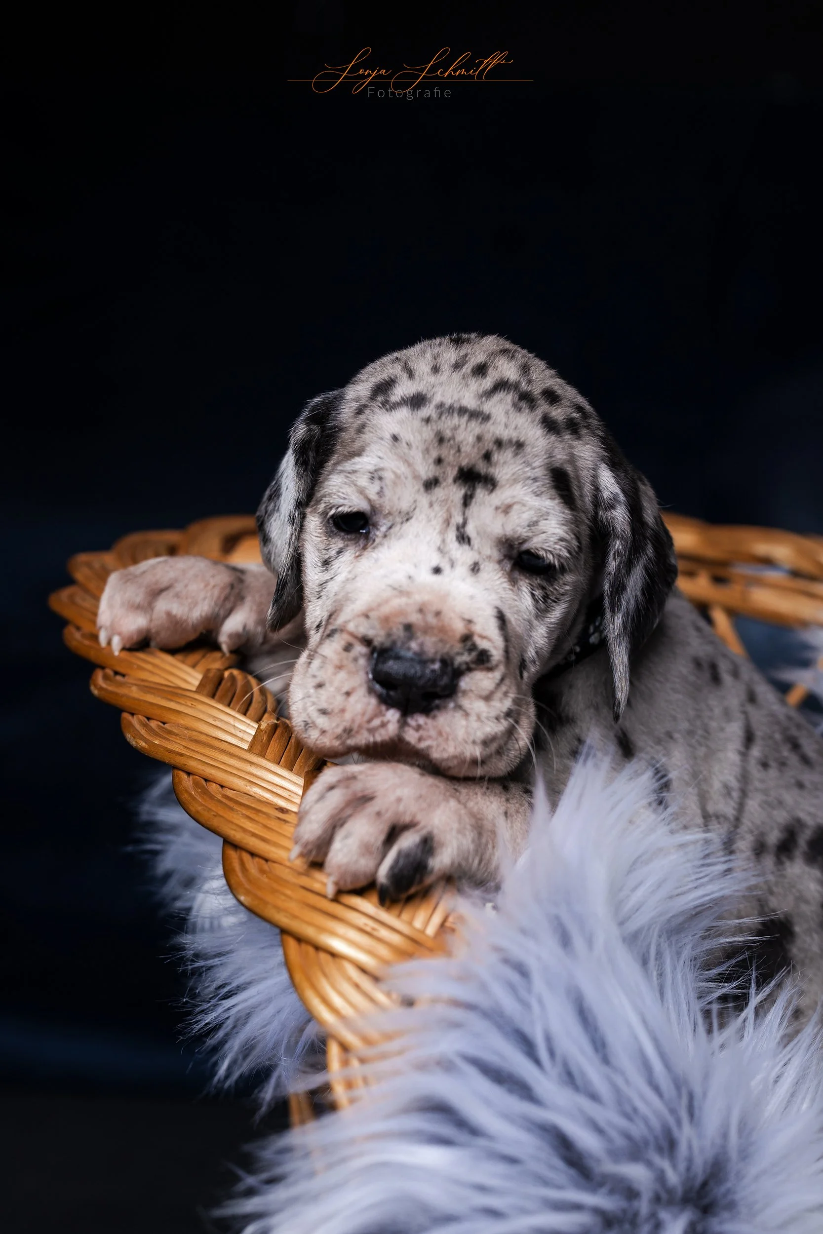 Sonja Schmitt Fotografie-Doggenwelpen-Hundefotografie.jpg
