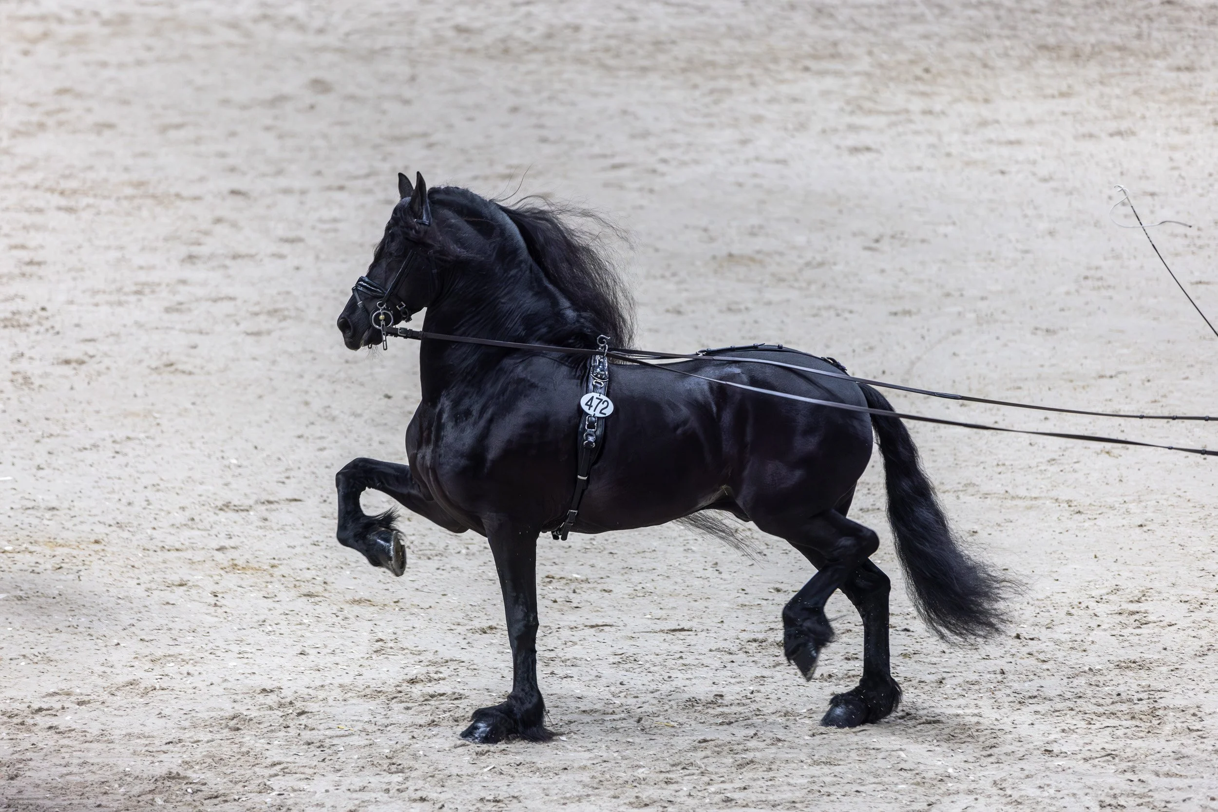 Sonja Schmitt Fotografie-Friesenhengst Bartlele 472-Langzügel- KFPS- HK Leeuwarden 2024.jpg
