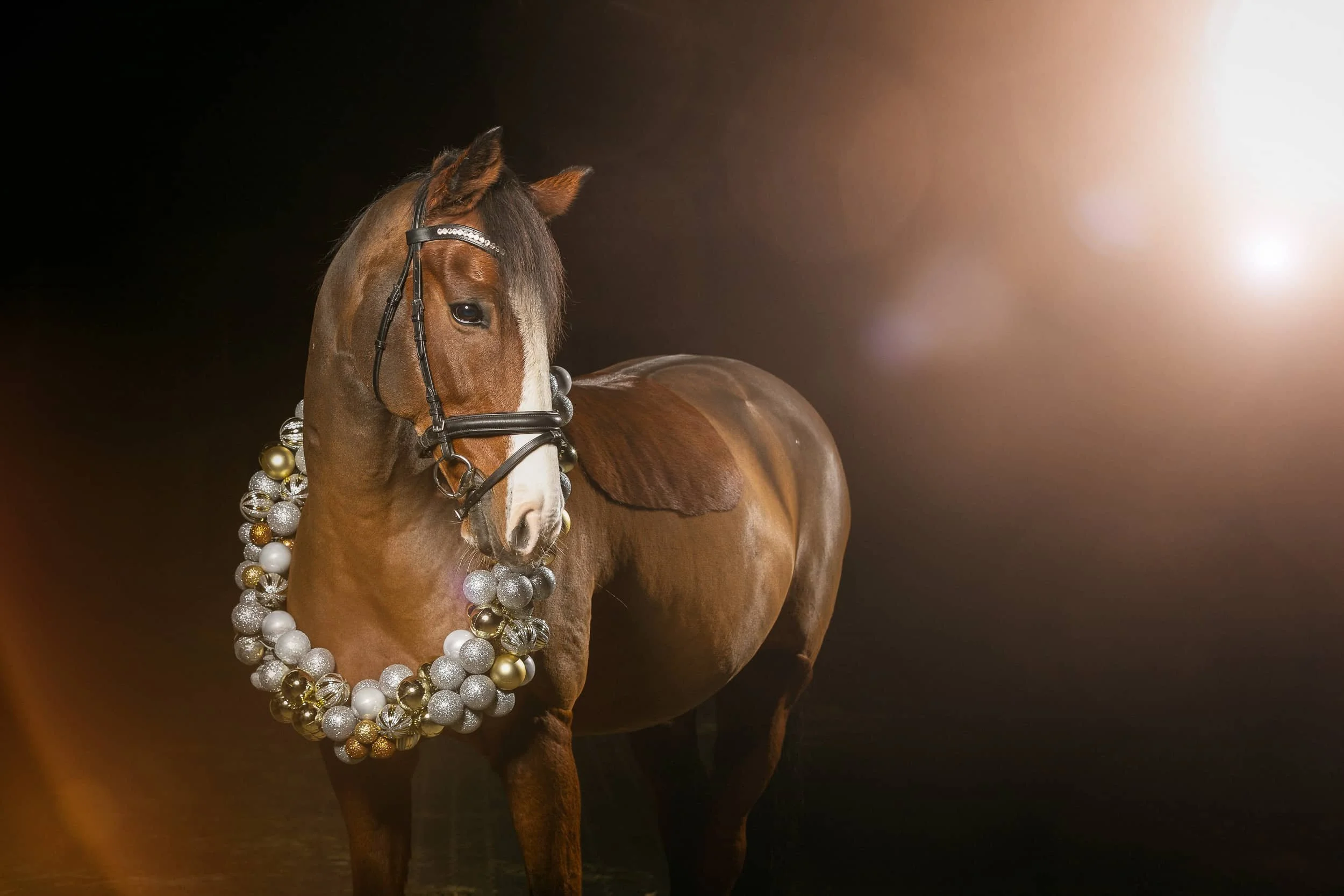 Pferd mit Weihnachtskranz.jpg