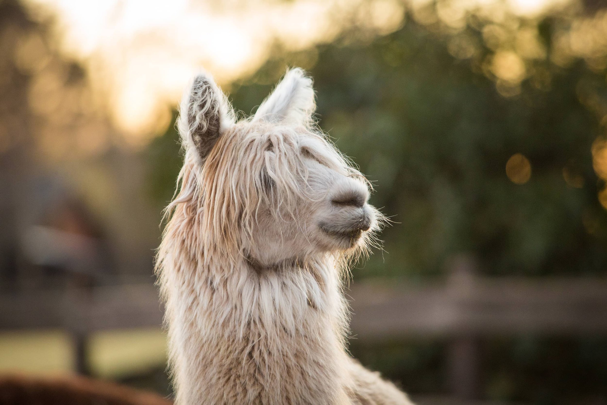 Alpakaportrait mit toller Frisur.jpg