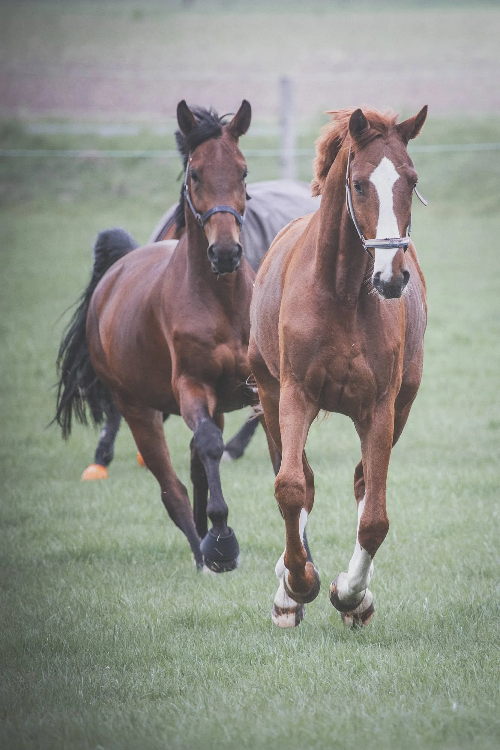 galloppierende Pferde auf der Weide.jpg