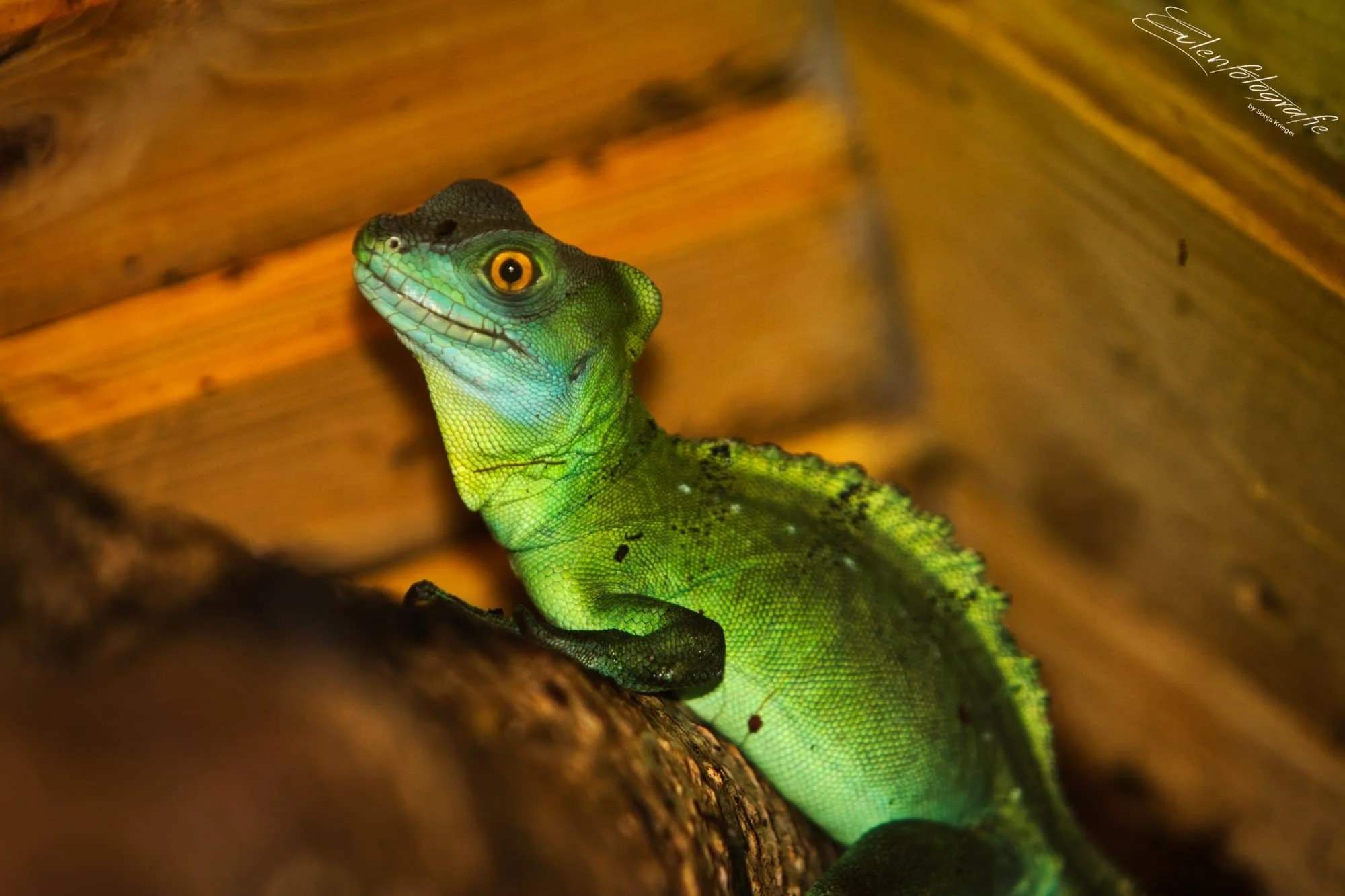 männlicher Stirnlappenbasilisk Basiliscus Plumifrons auf einem Ast.jpg