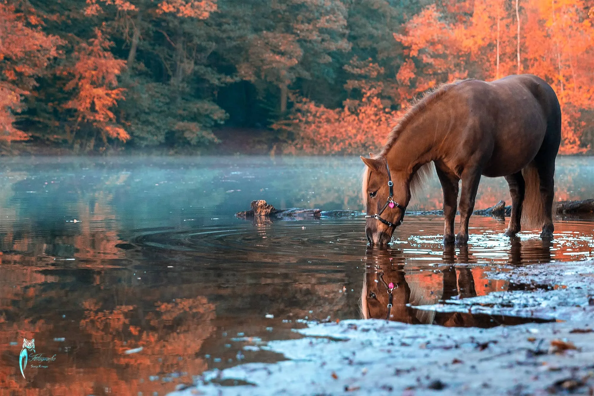 Pony an einem Wasser.jpg