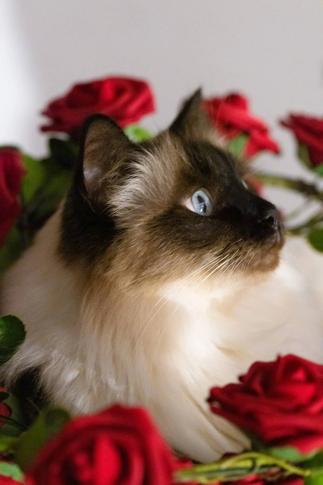 Heilige Birma mit blauen Augen und Rosen.jpg