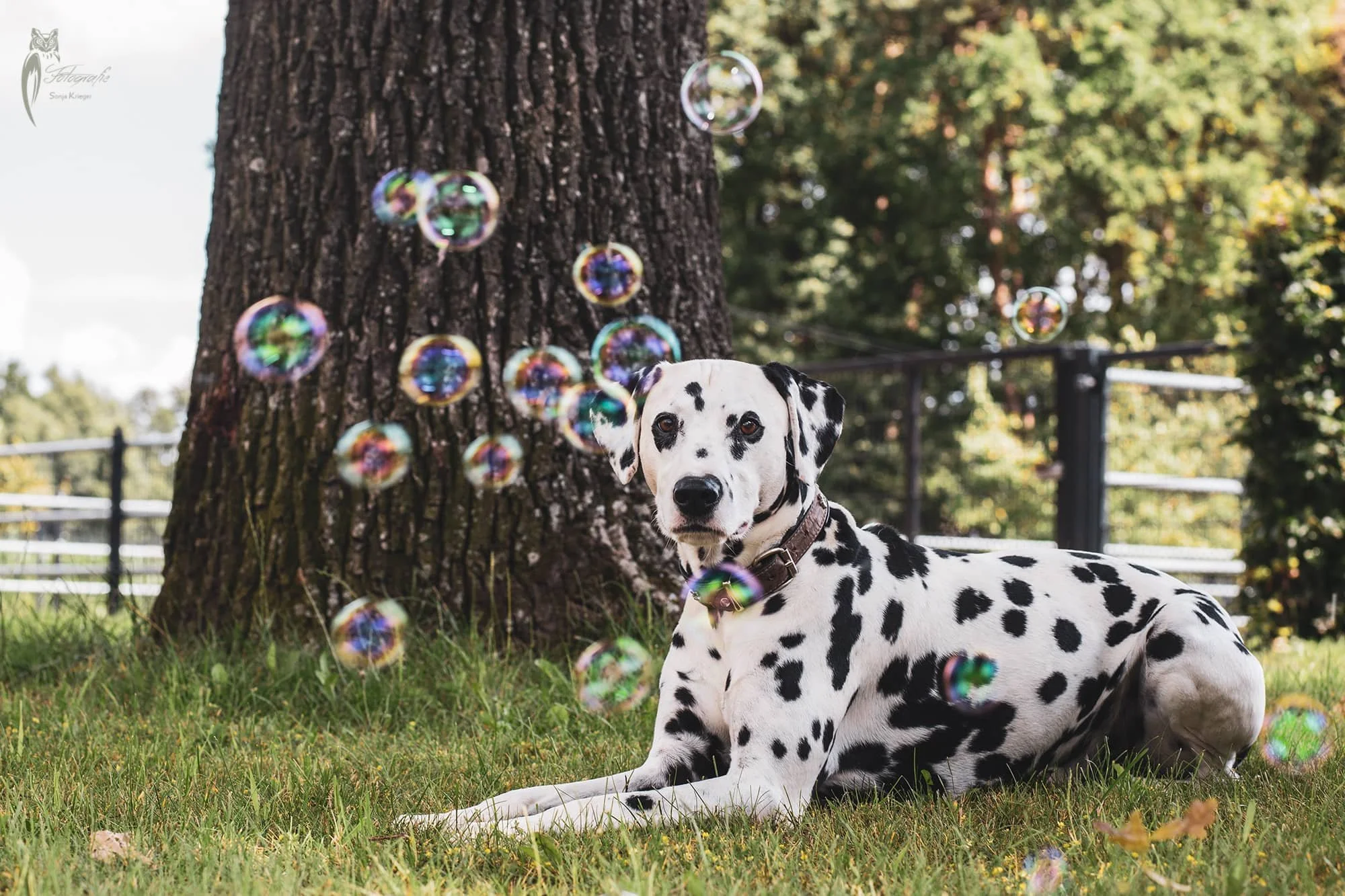 Dalmatiner von Seifenblasen umgeben.jpg
