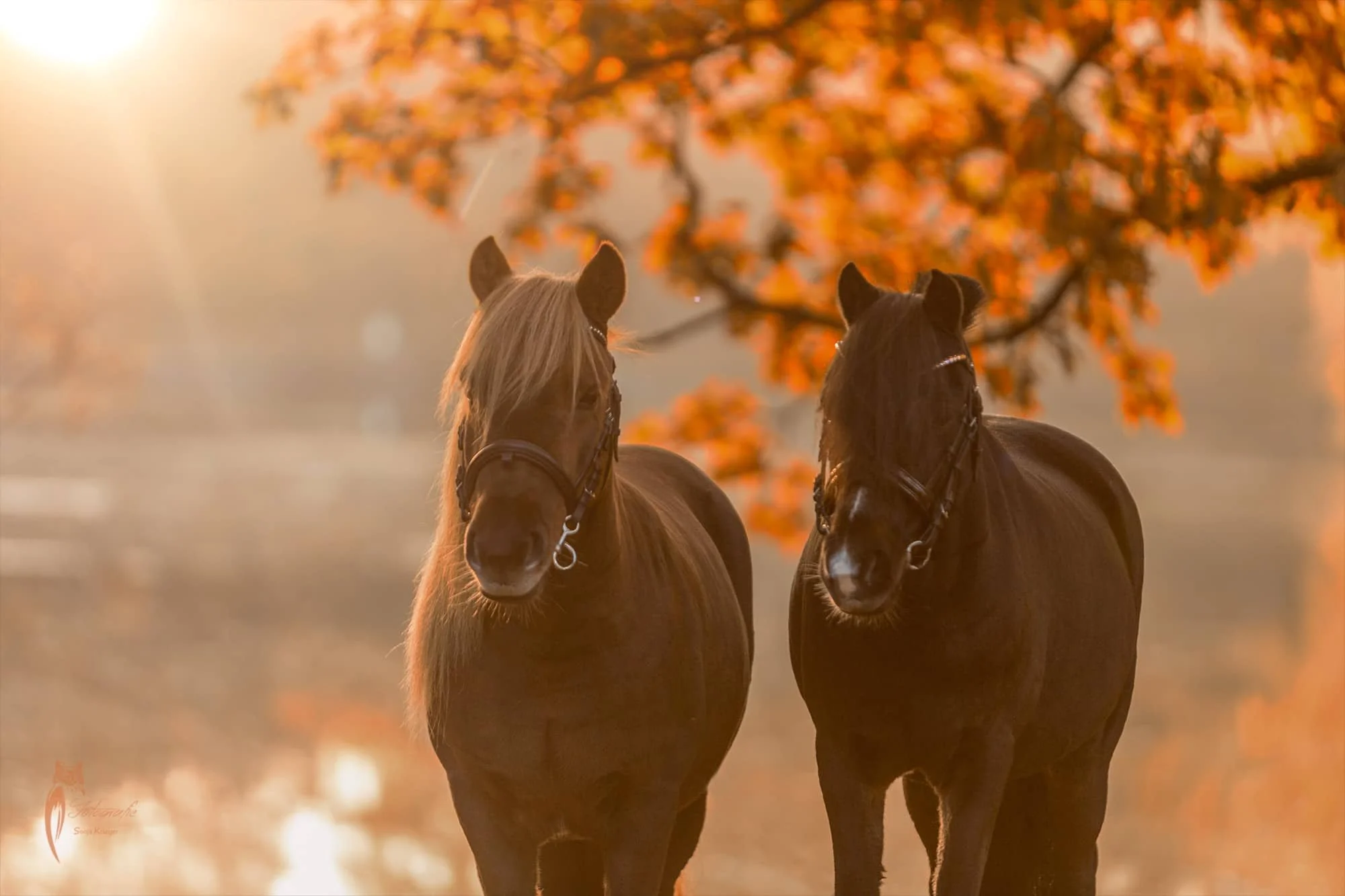 zwei Ponies im Sonnenaufgang.jpg