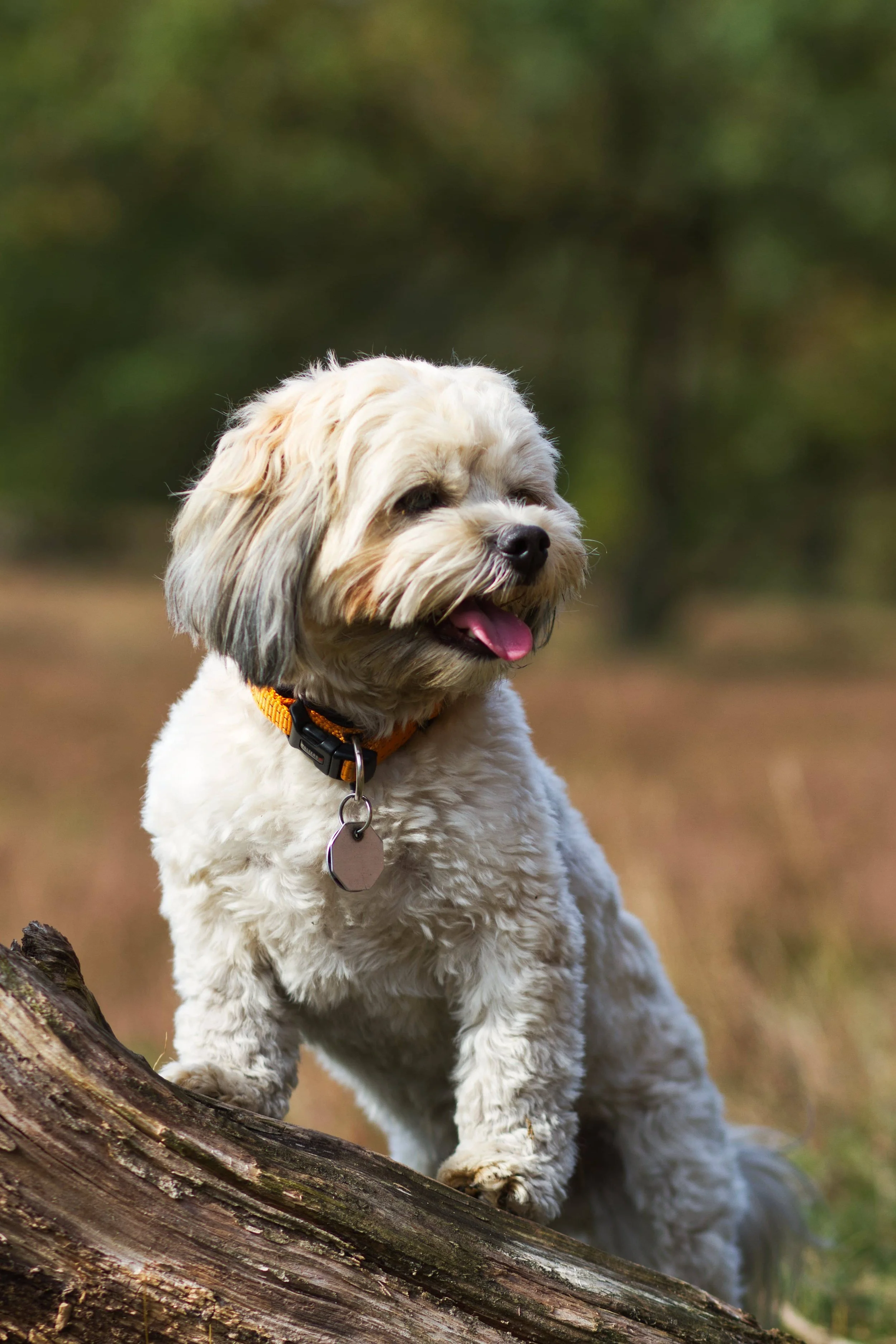Hundeportrait in der Heide.jpg