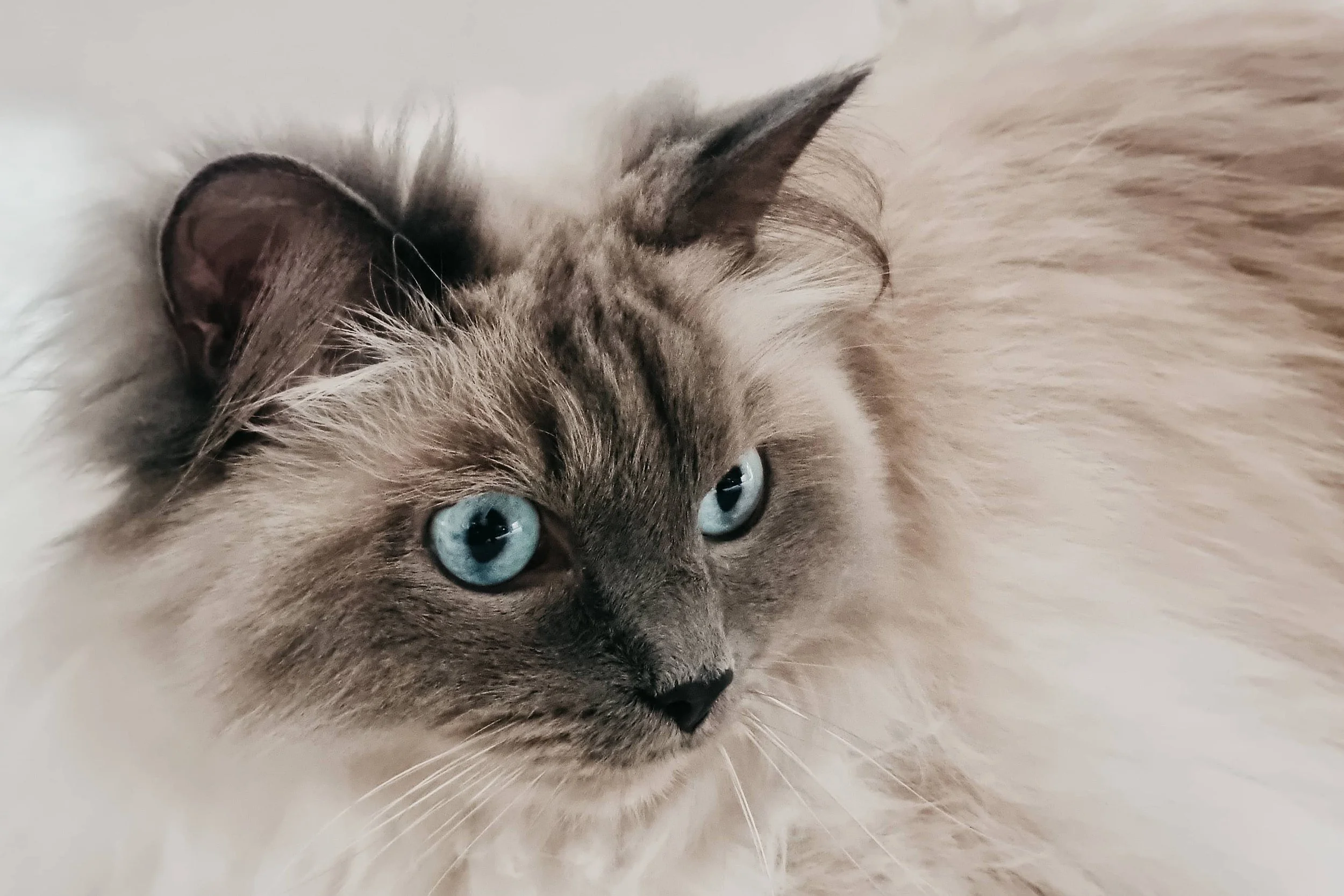 strahlende blaue Augen einer Ragdoll Katze.jpg