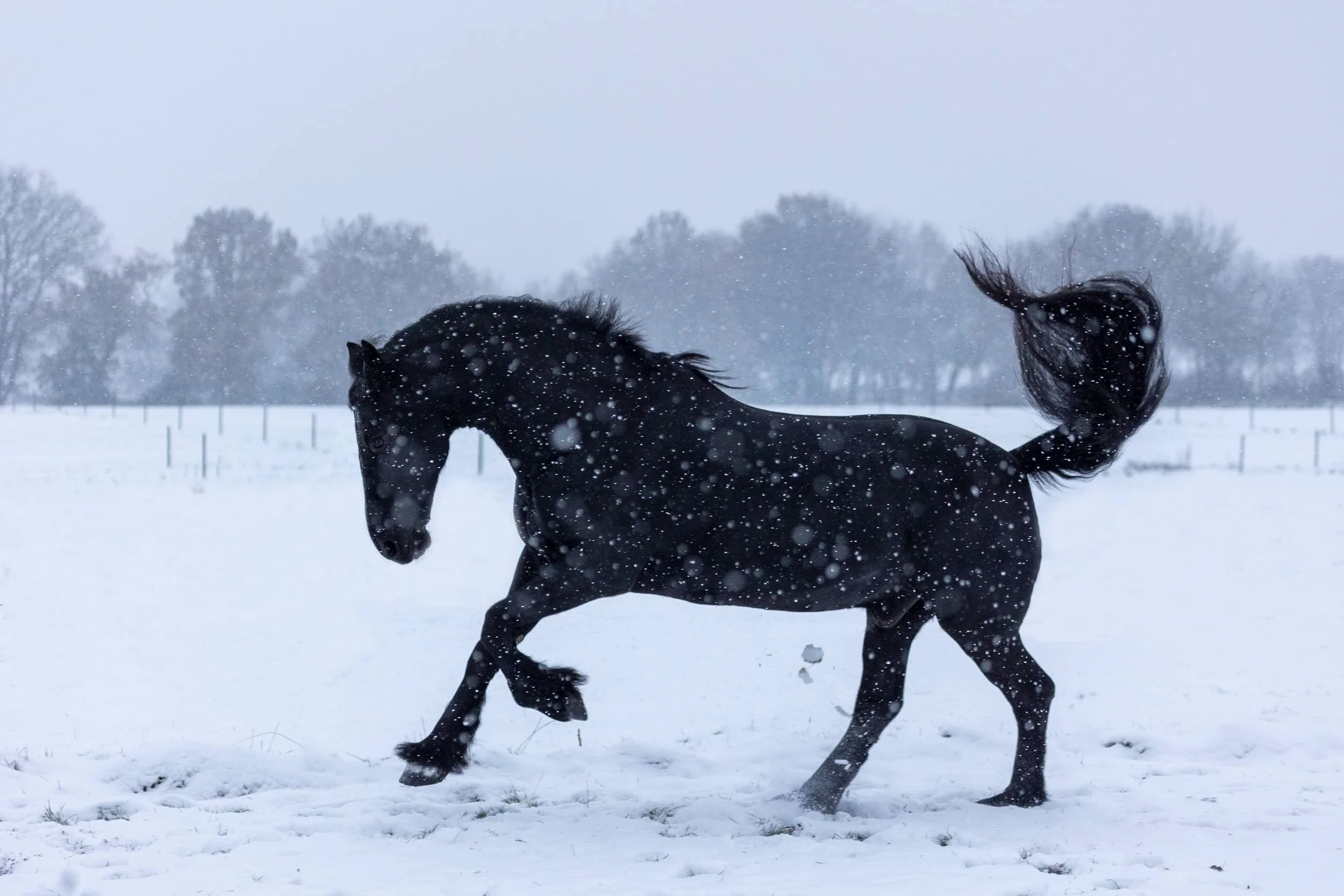 spielender Friese im Schnee.jpg