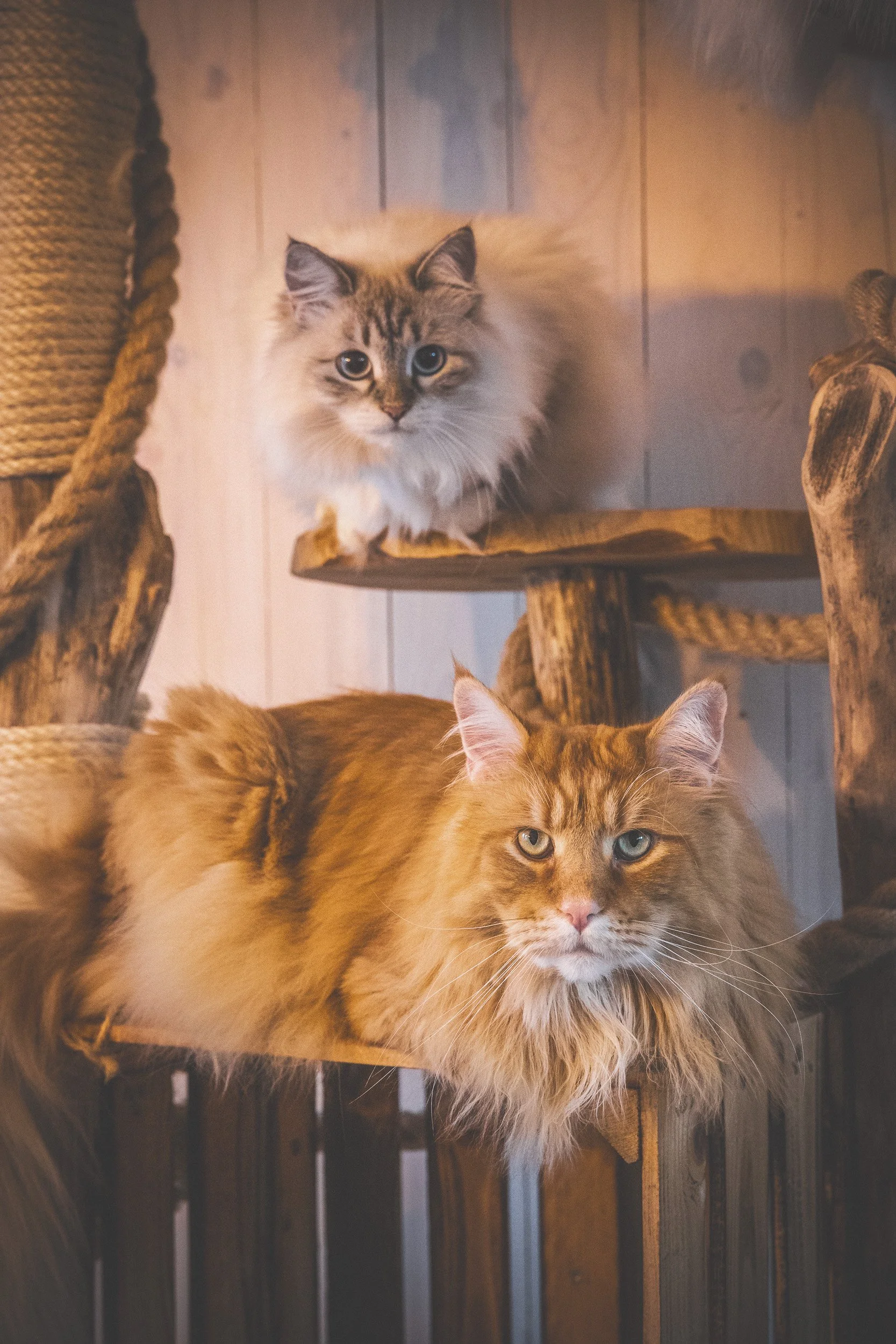 Sonja Schmitt Fotografie-Katzenfotografie-Mainecoon-nevamasquerade-Fellmonster.jpg