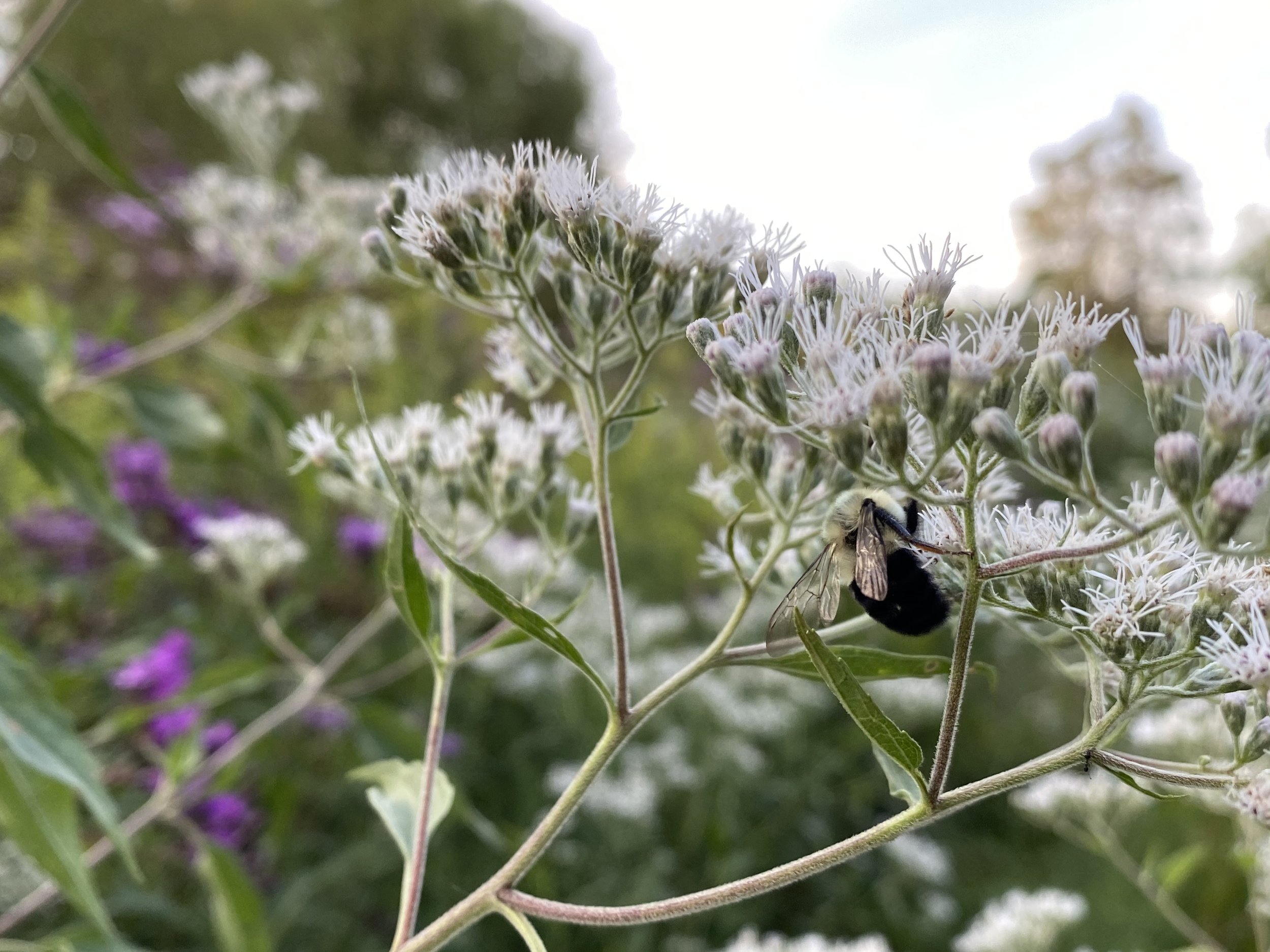 IMG_0806 020.jpeg
