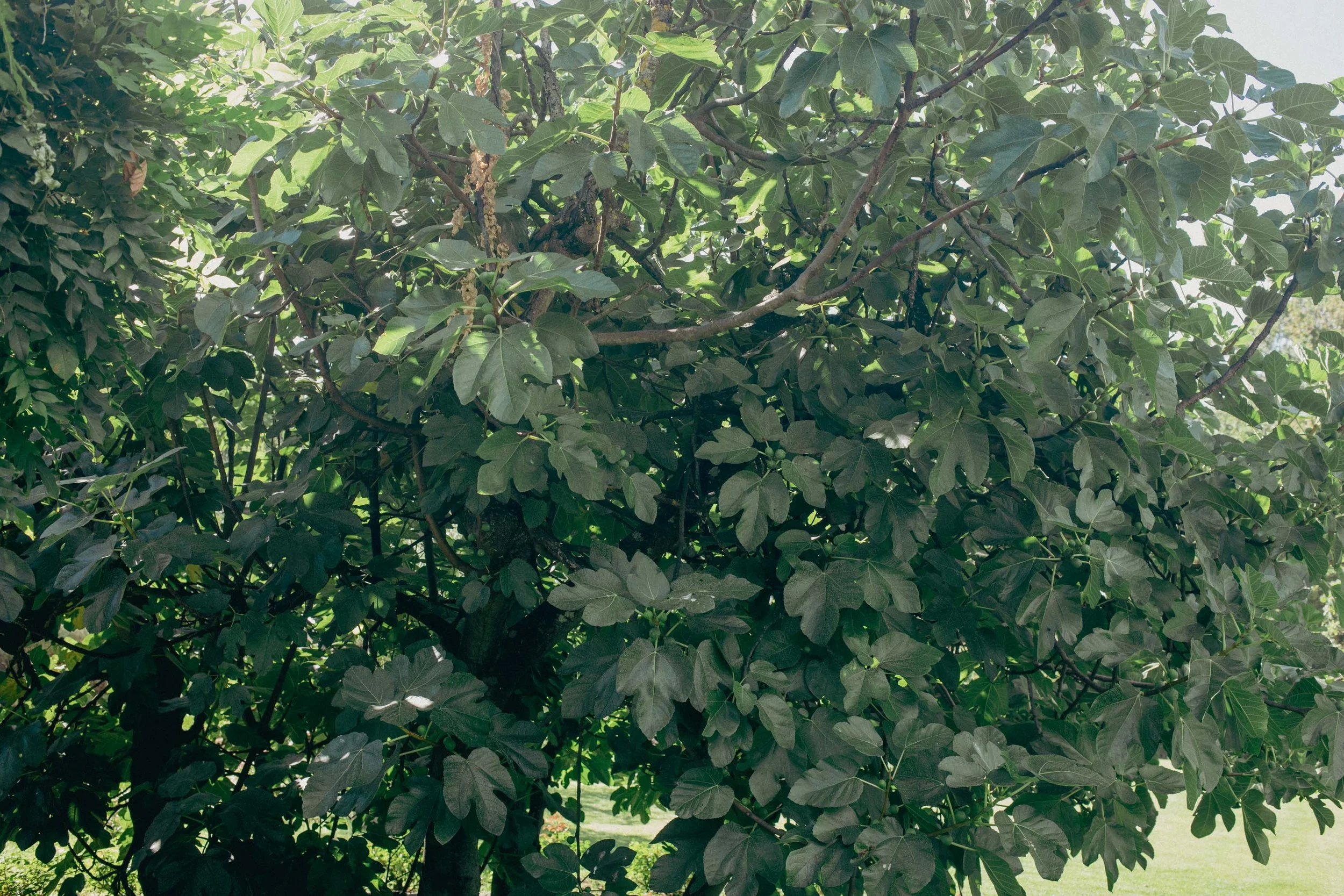 Rami di ulivo con foglie verdi dense e tronco visibile al centro, con erba verde sullo sfondo.