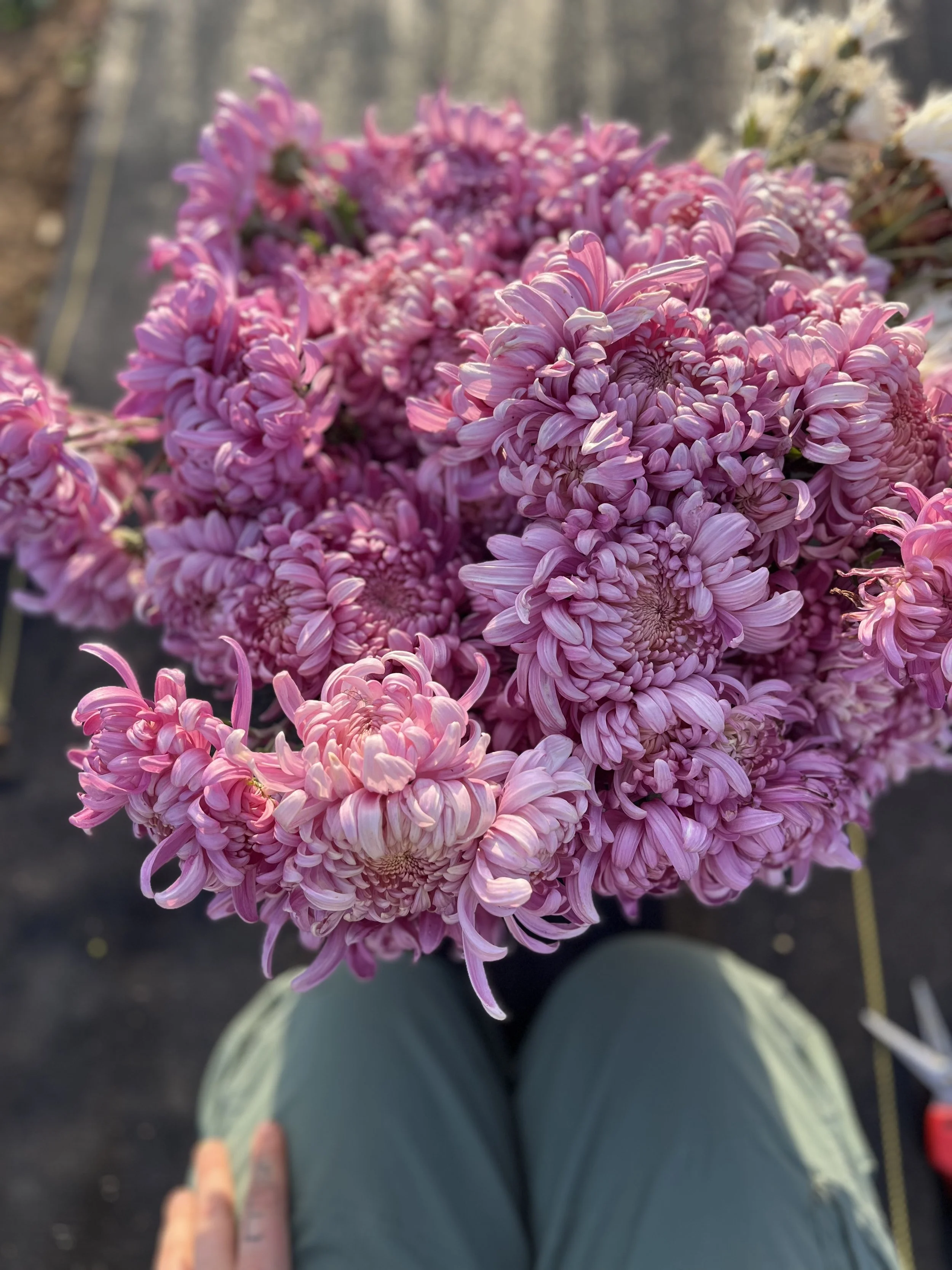 A bucket full of mauve colored heirloom chrysanthemums at Rising Tide Botanicals farm in Rumson, New Jersey.