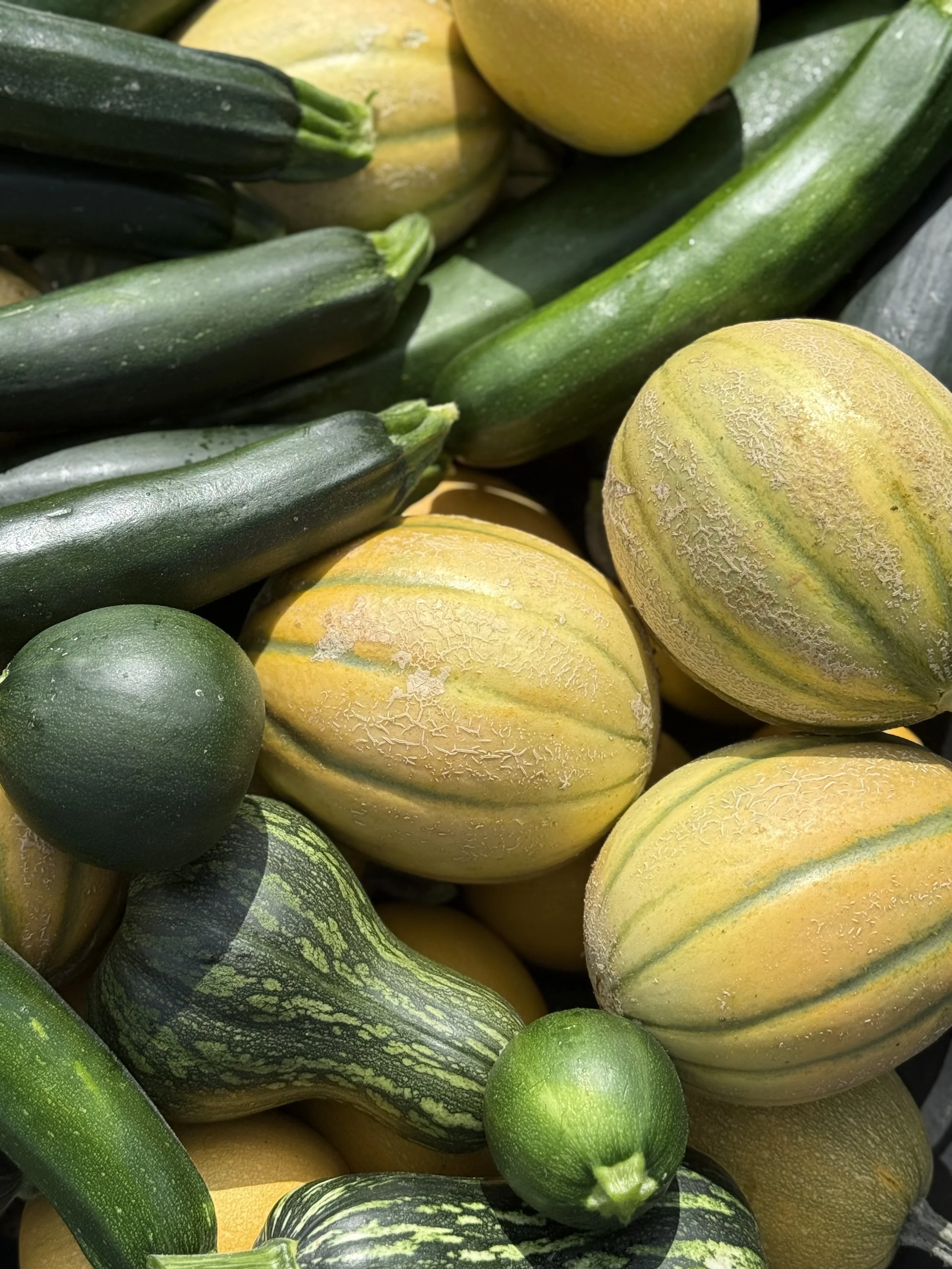 A late Summer harvest of squash and melons from Rising Tide Botanicals farm in Colts Neck, New Jersey.