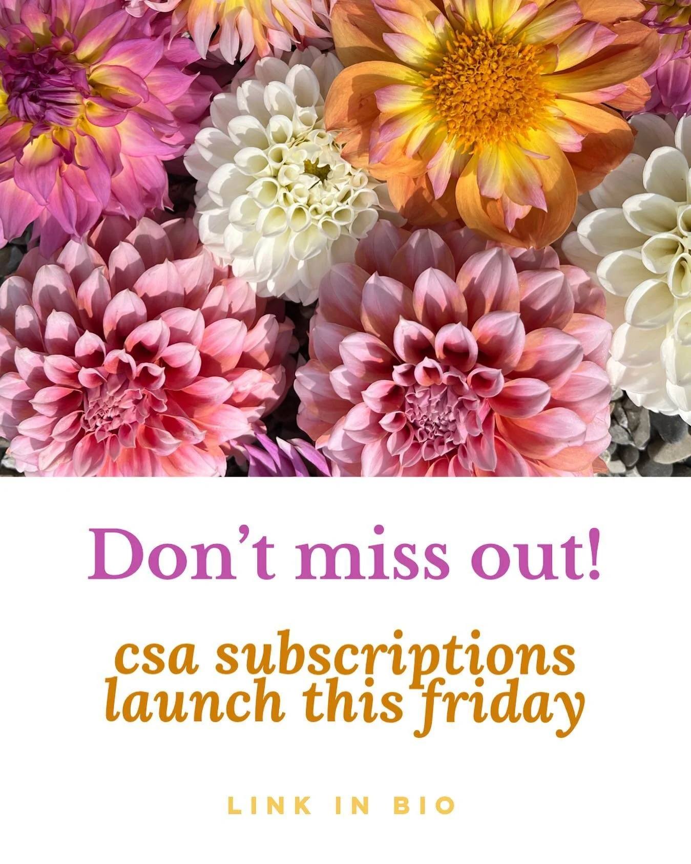 We are limiting our CSA’s this year to Spring, Summer, Fall & Dahlias.
Link in the bio to check out descriptions of whats included.
#risingtidebotanicals #njflowercsa #njflowerfarm #shoplocalnj #ladyfarmer #mamafarmer