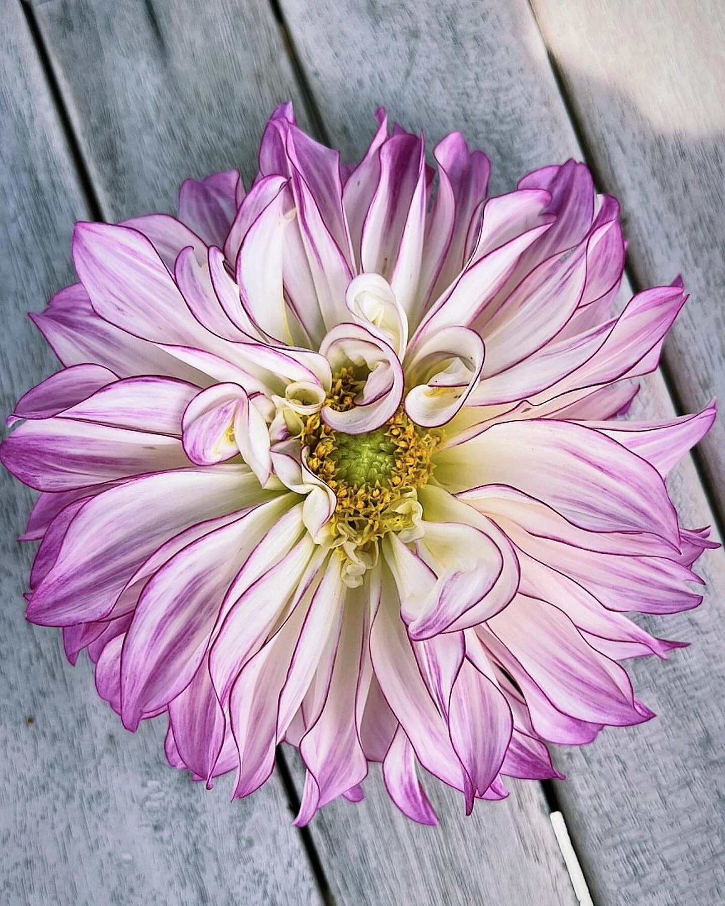 Rain rain go away….we need to get our Summer crops in the ground! Dahlias will get planted out over the next few weeks and I’m so looking forward to seeing this beauty again.
In a moment of panic/seasonal depression this Winter I bought