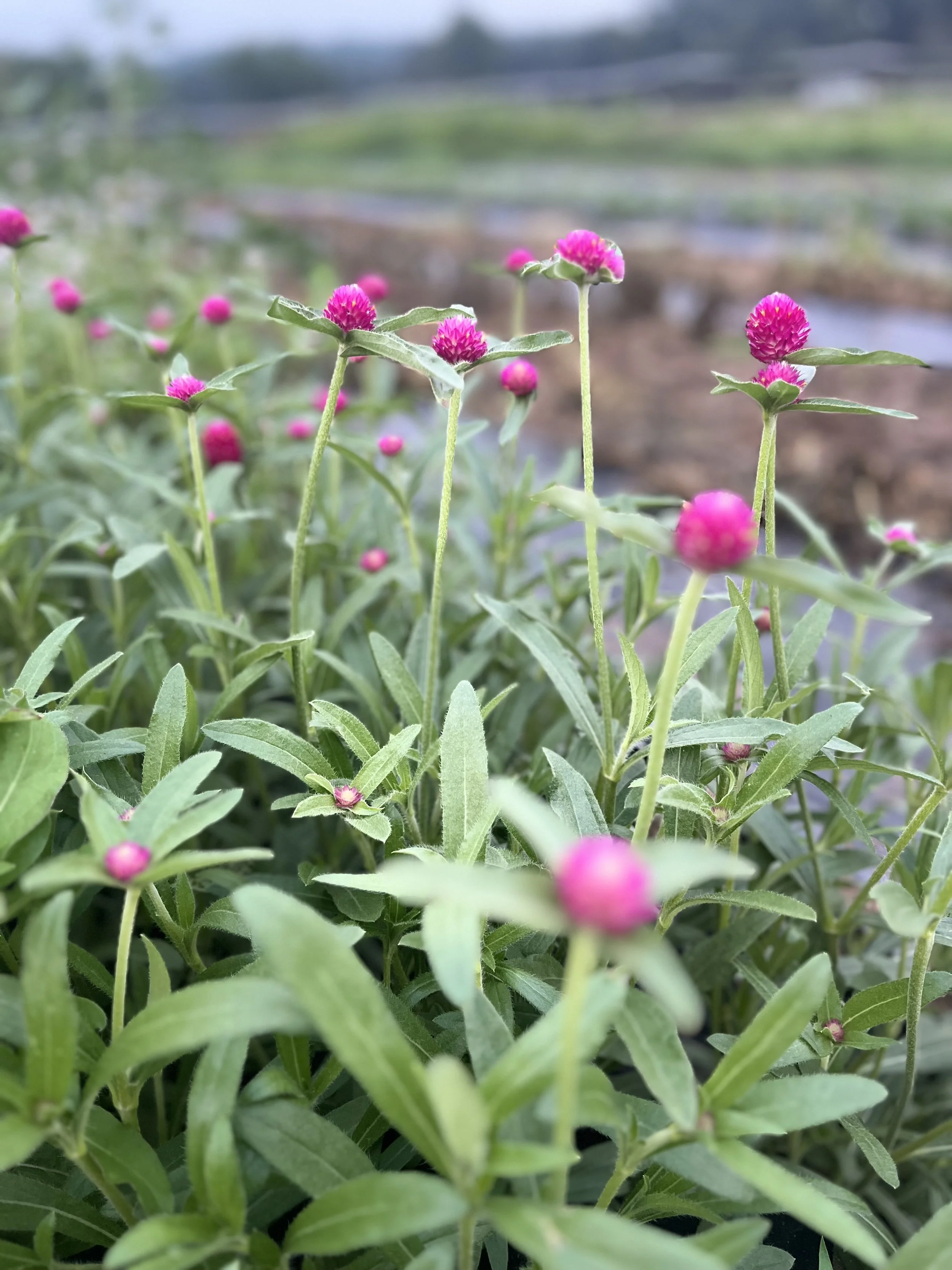 A field of pink gomphrena from Rising Tide Botanicals farm in Colts Neck, New Jersey.