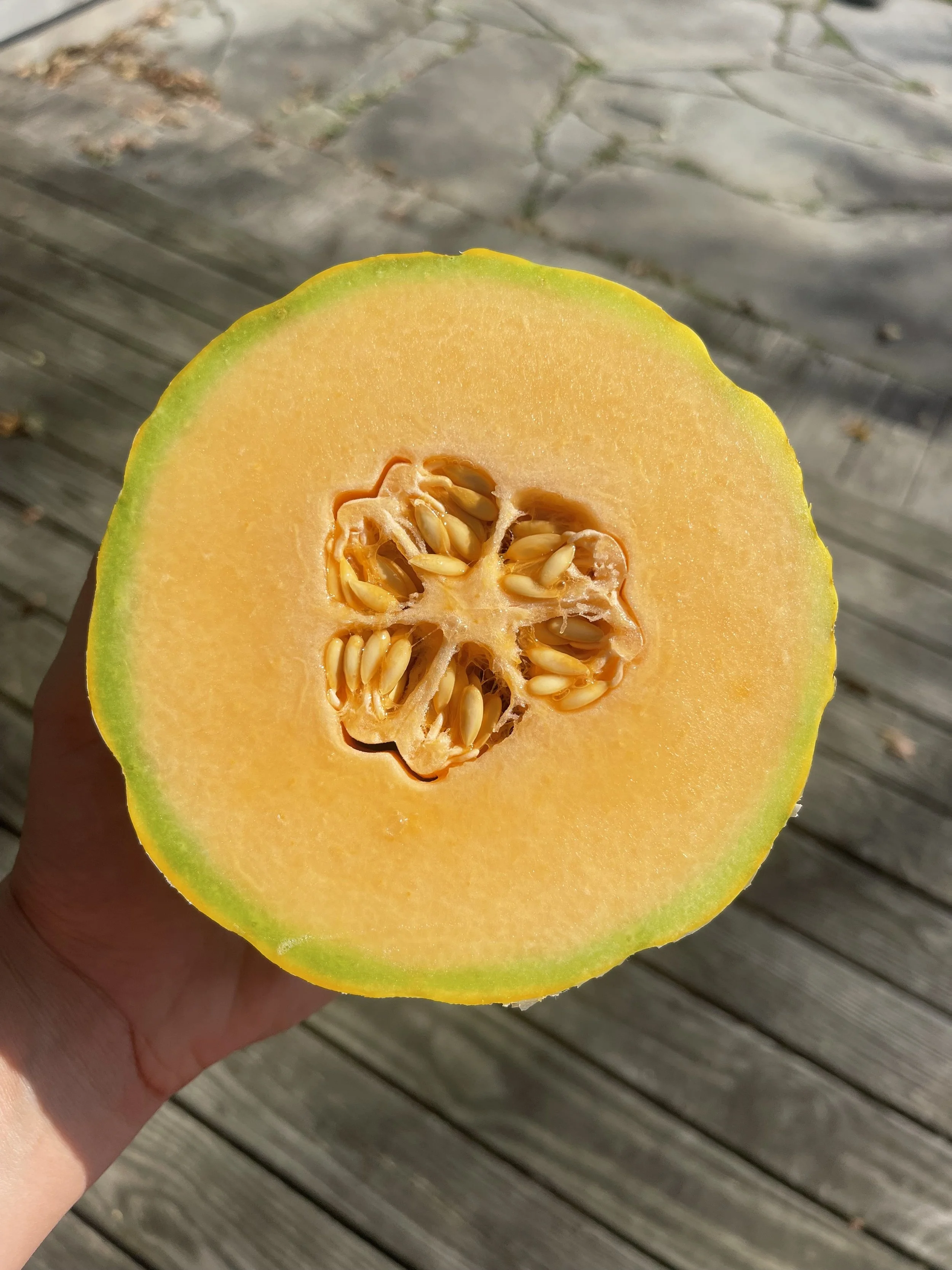 Freshly harvested cantaloupe from Rising Tide Botanicals farm in Colts Neck, New Jersey