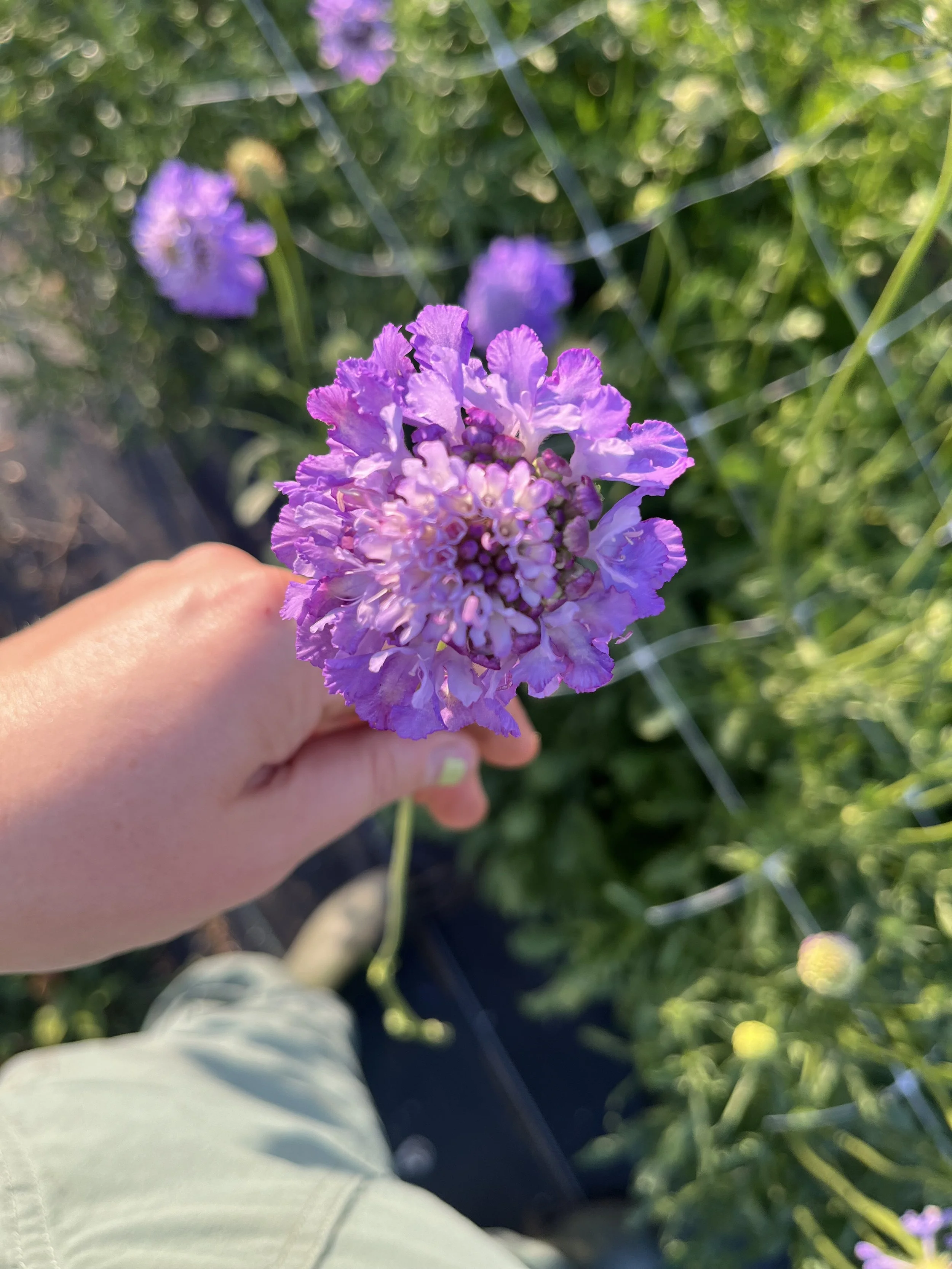 Beautiful purple scabiosa being harvested at Rising Tide Botanicals farm in Rumson, New Jersey