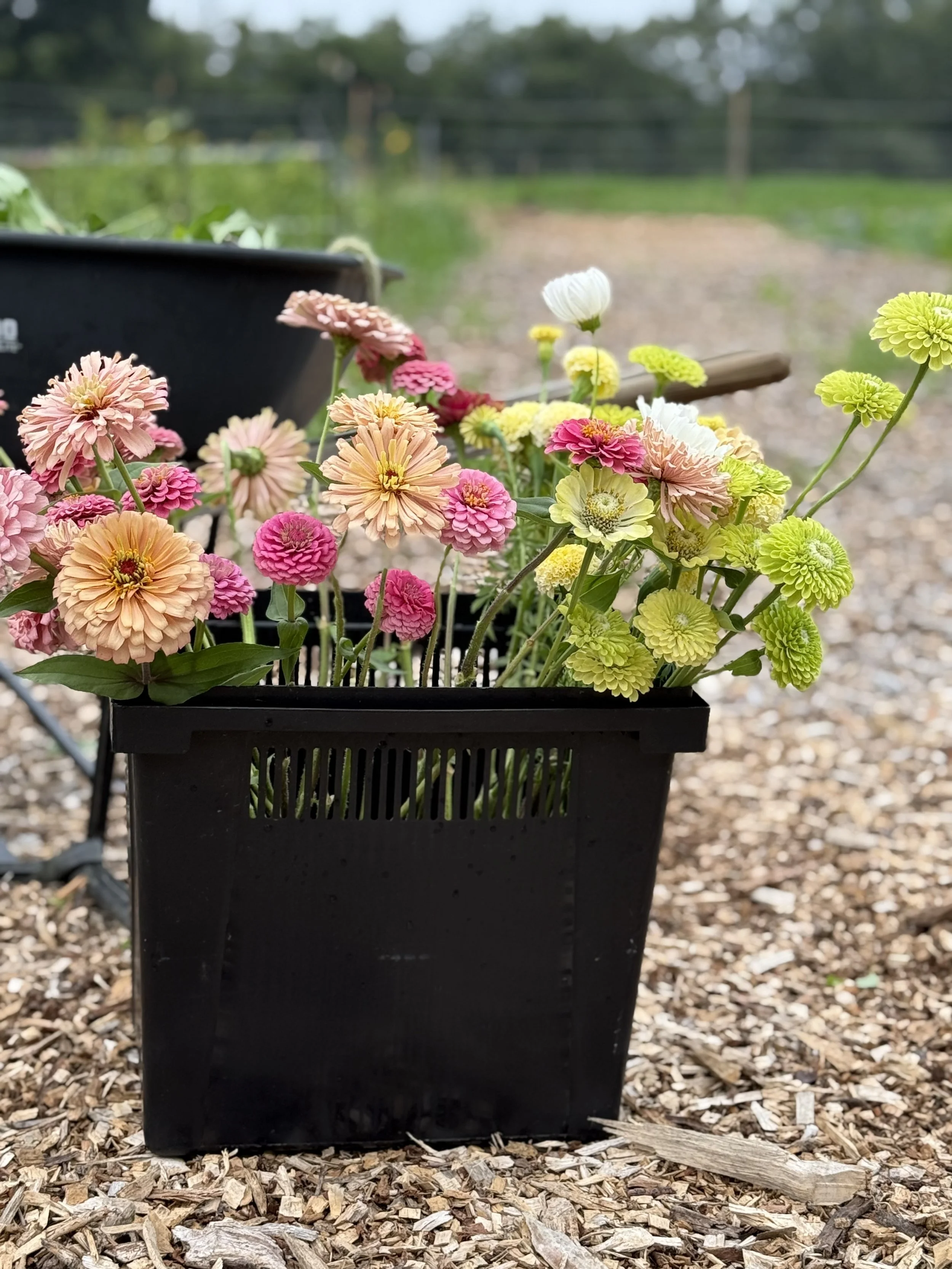 A bucket filled with zinnias harvested from Rising Tide Botanicals farm in Colts Neck, New Jersey
