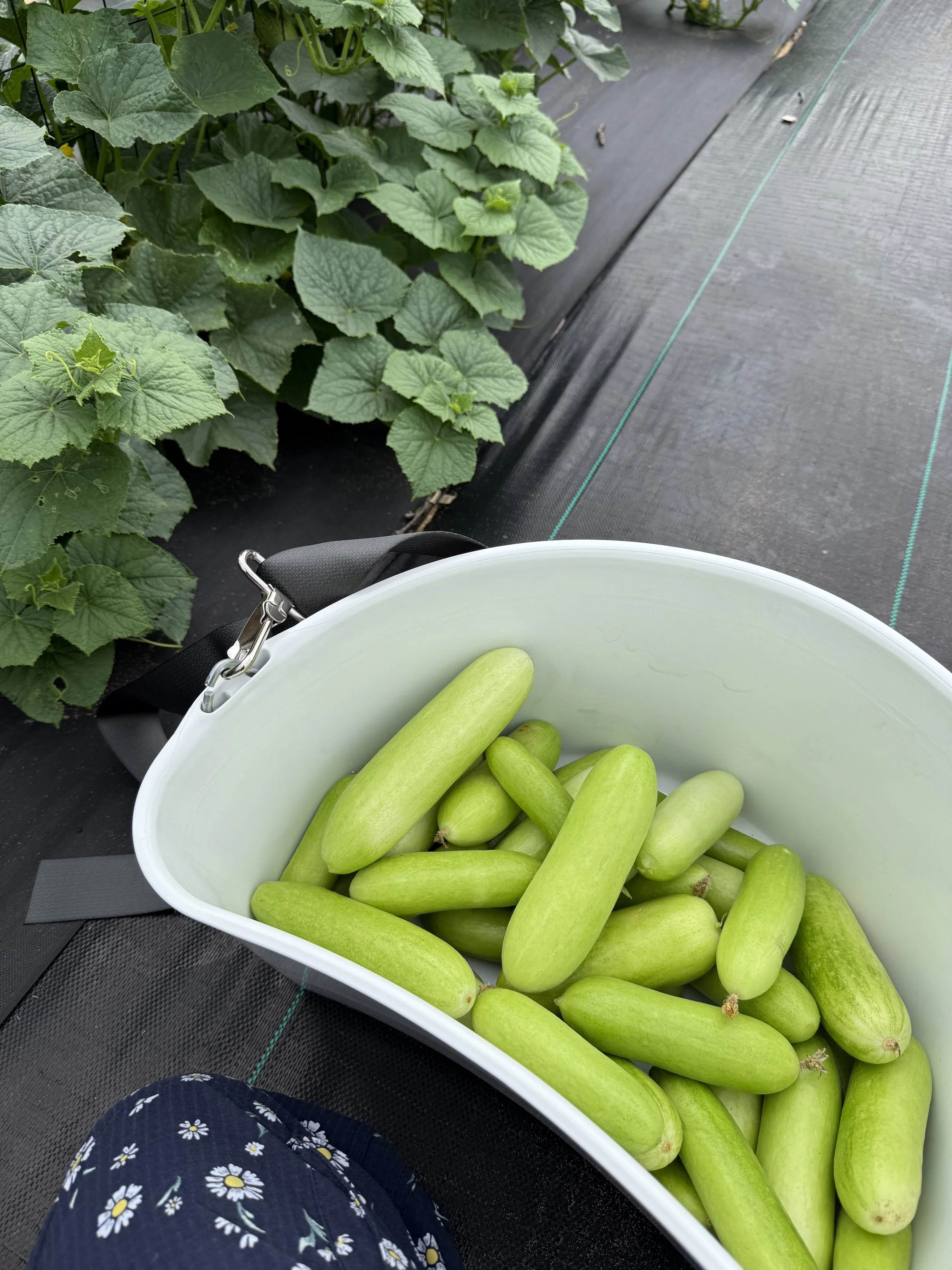 A bucket full of fresh cucumbers harvested at Rising Tide Botanicals farm in Fair Haven, New Jersey