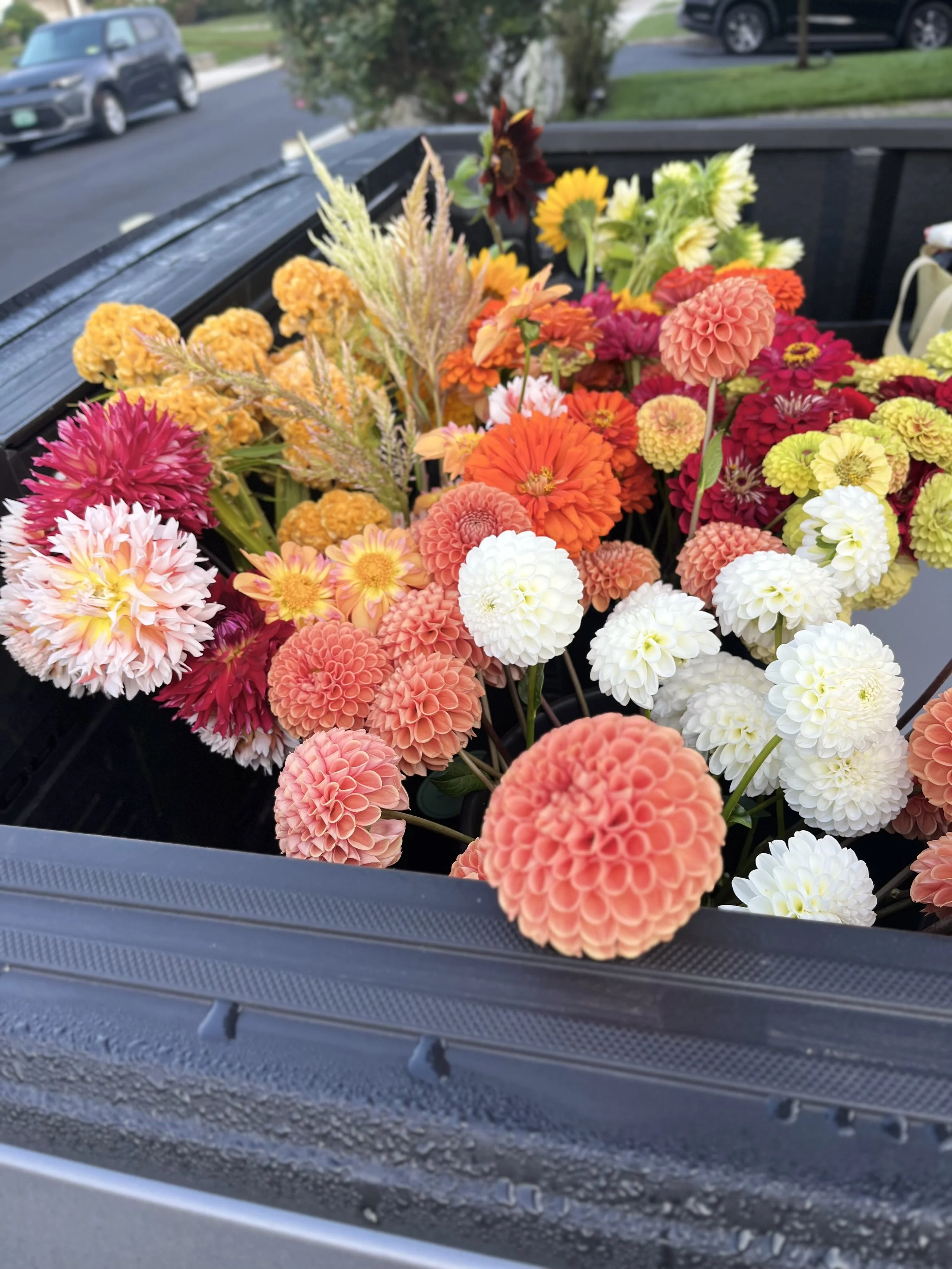 buckets of dahlias going to the farmers market being loaded in the back of the pickup truck in Fair Haven, New Jersey