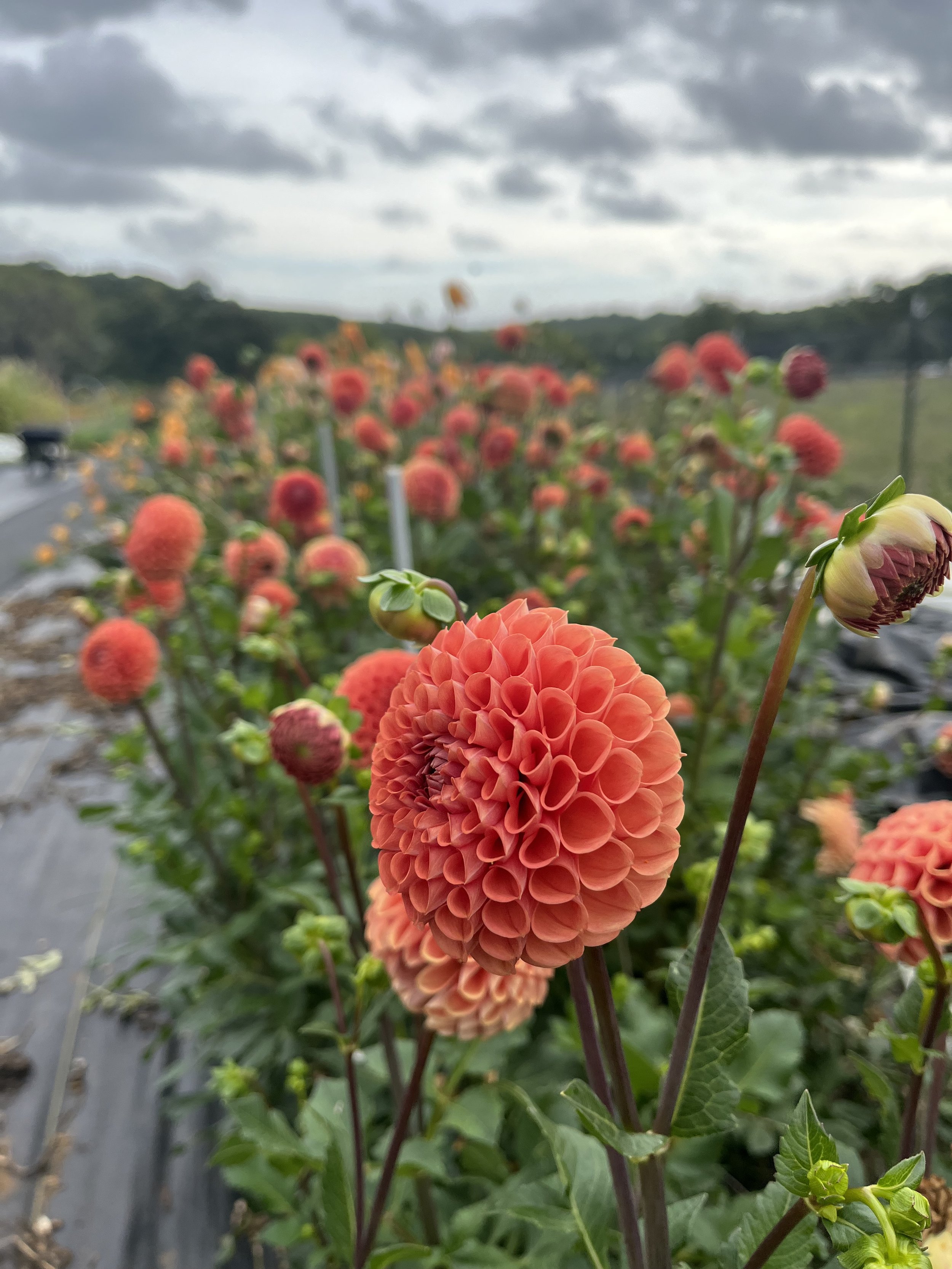 Perfect Fall dahlias in a bright copper tone being grown at Rising Tide Botanicals Farm in Colts Neck, New Jersey